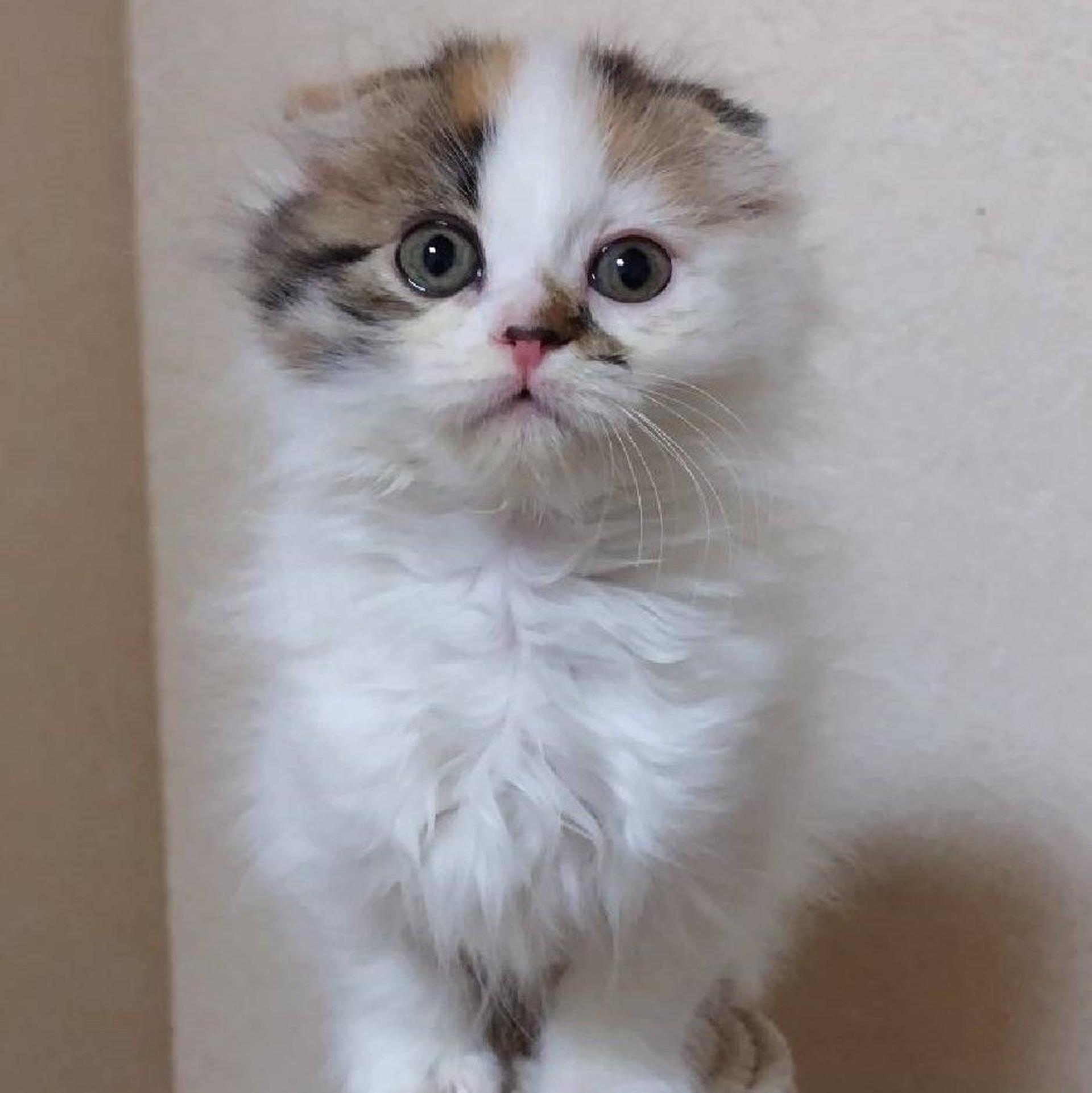 pet-image-4