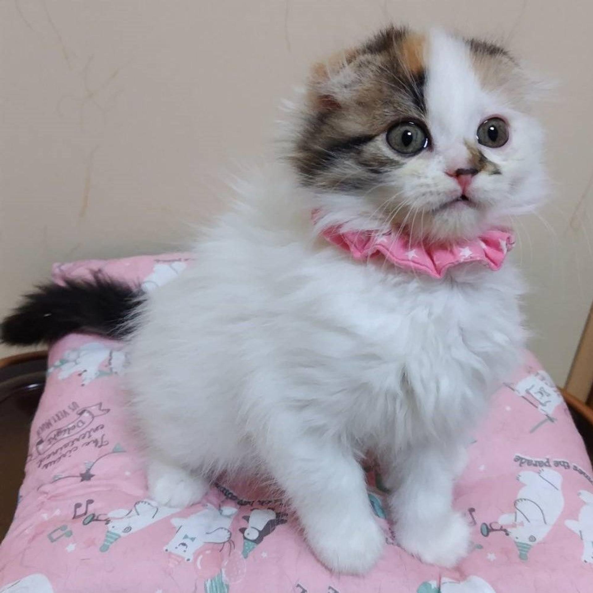 pet-image-5