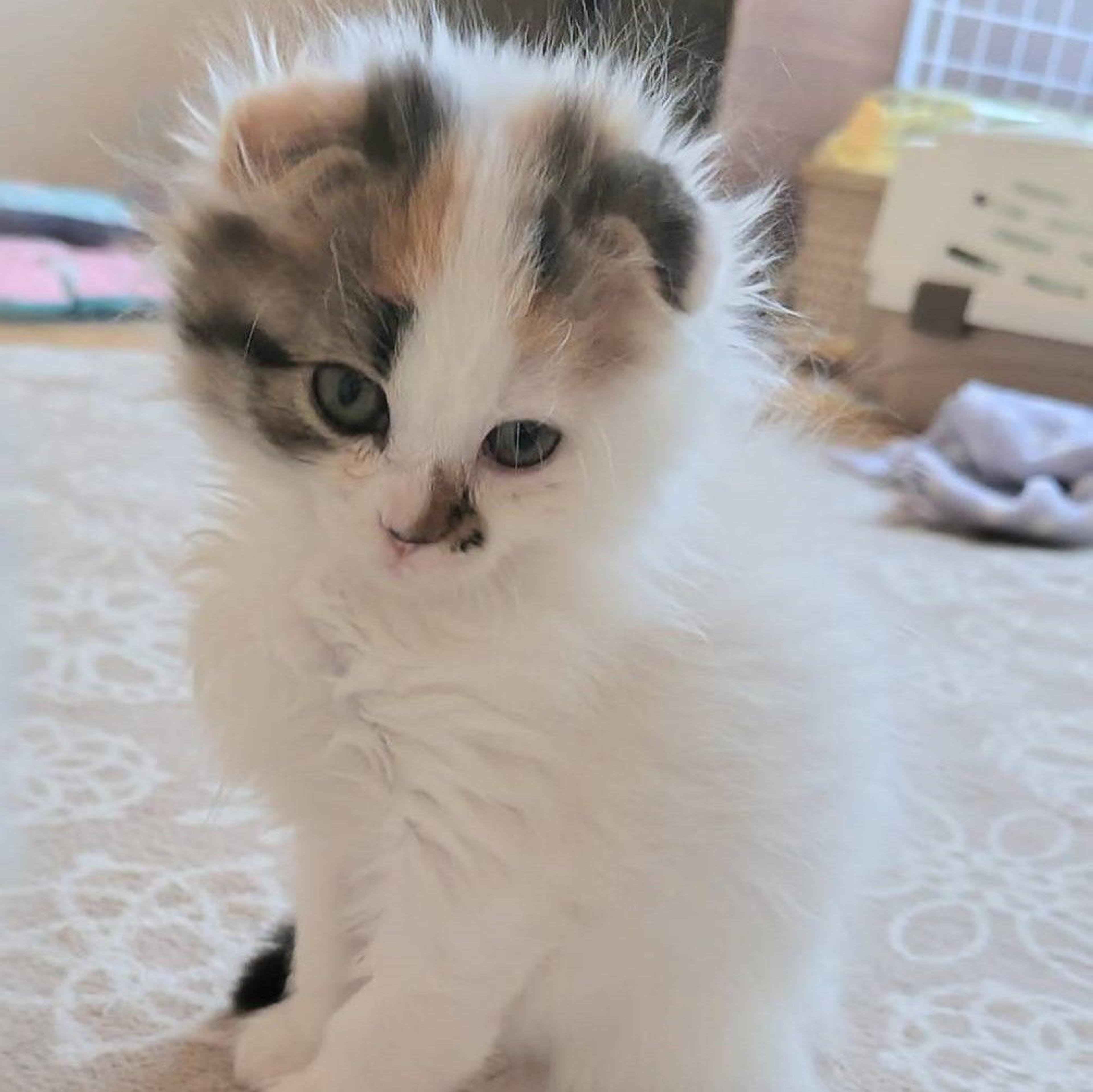 pet-image-7