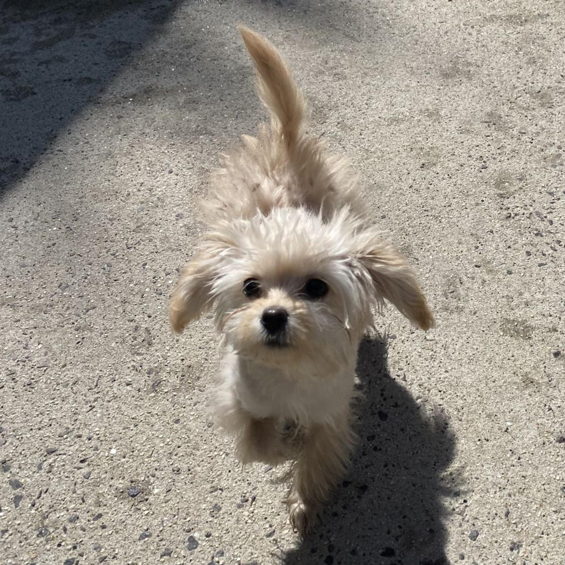 pet-image-2
