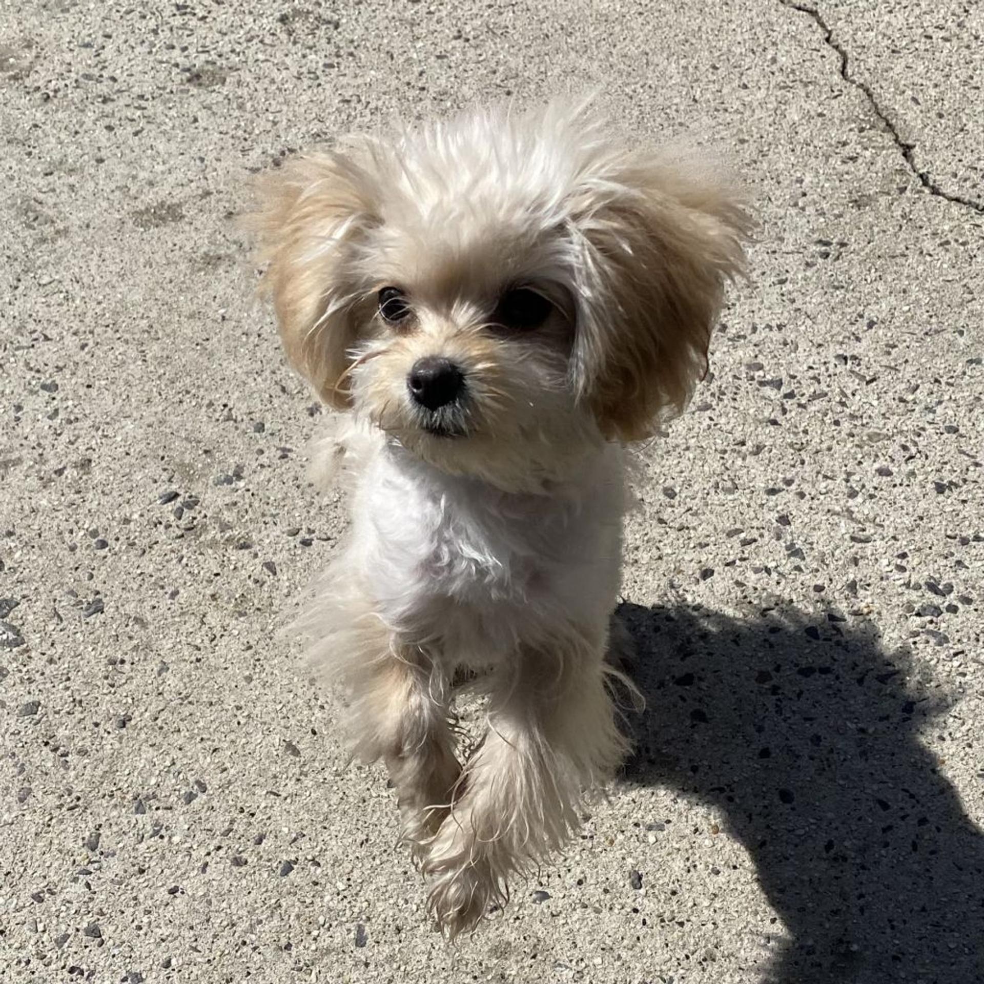 pet-image-5