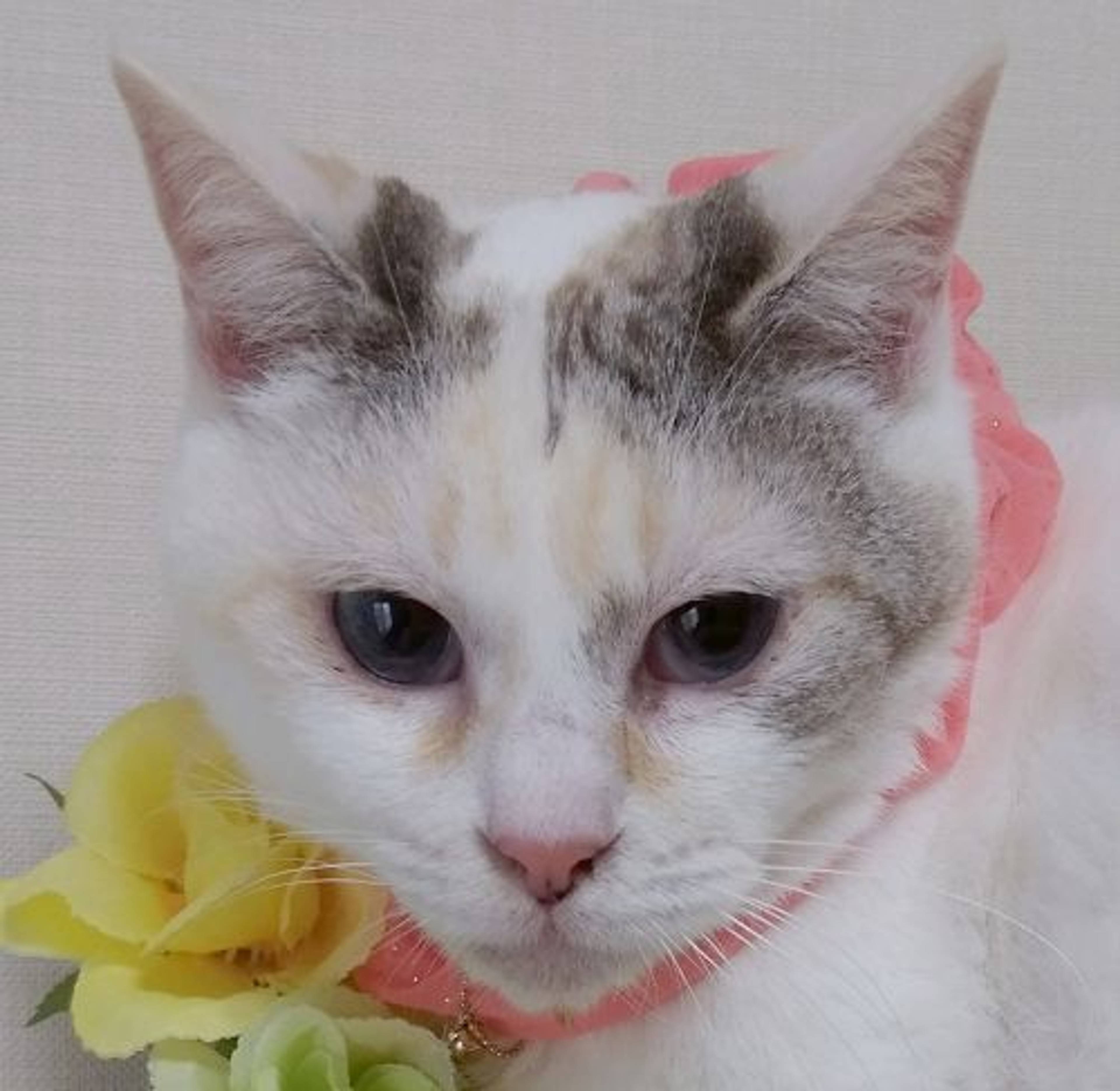 雑種（ミックス猫）・メスの里親募集の写真