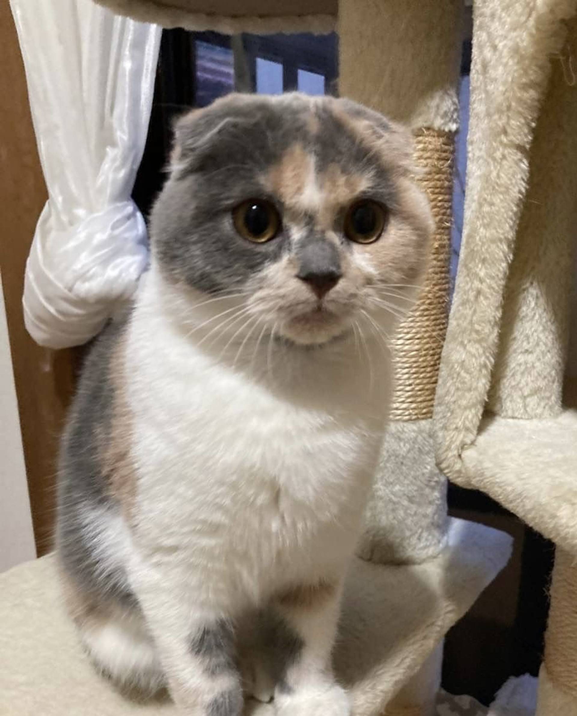 雑種（ミックス猫）・メスの里親募集の写真