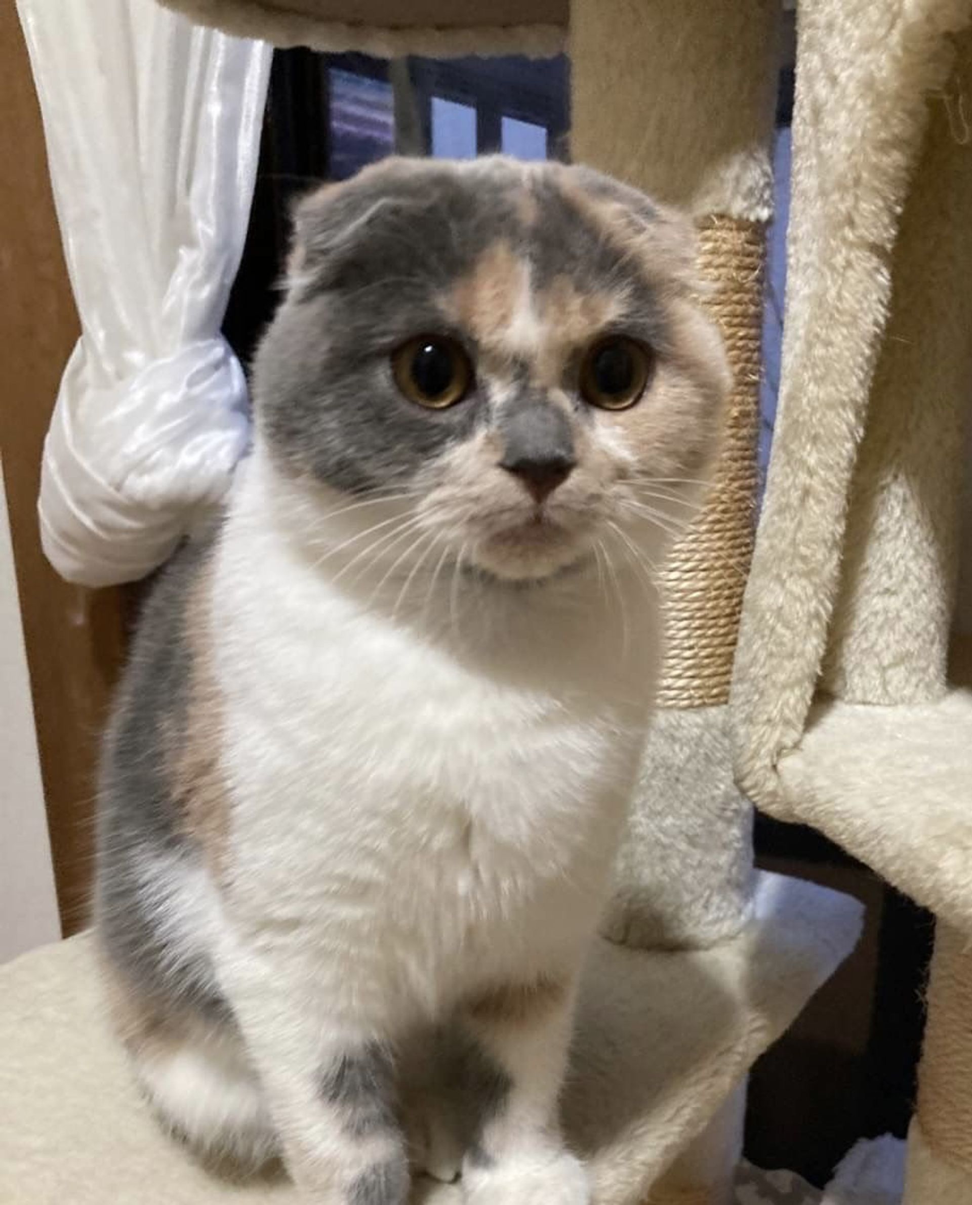 雑種（ミックス猫）・メスの里親募集の写真