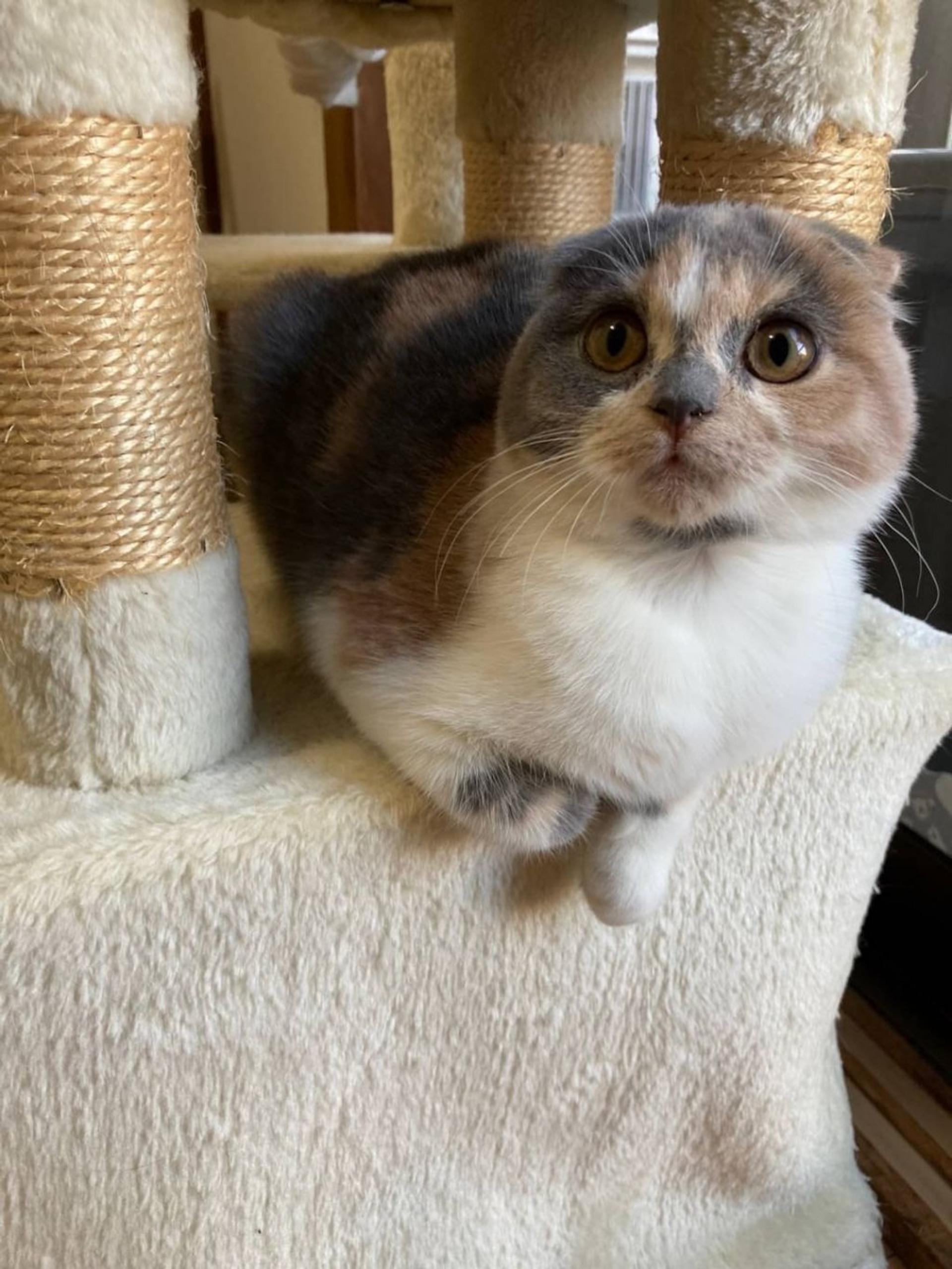 pet-image-2