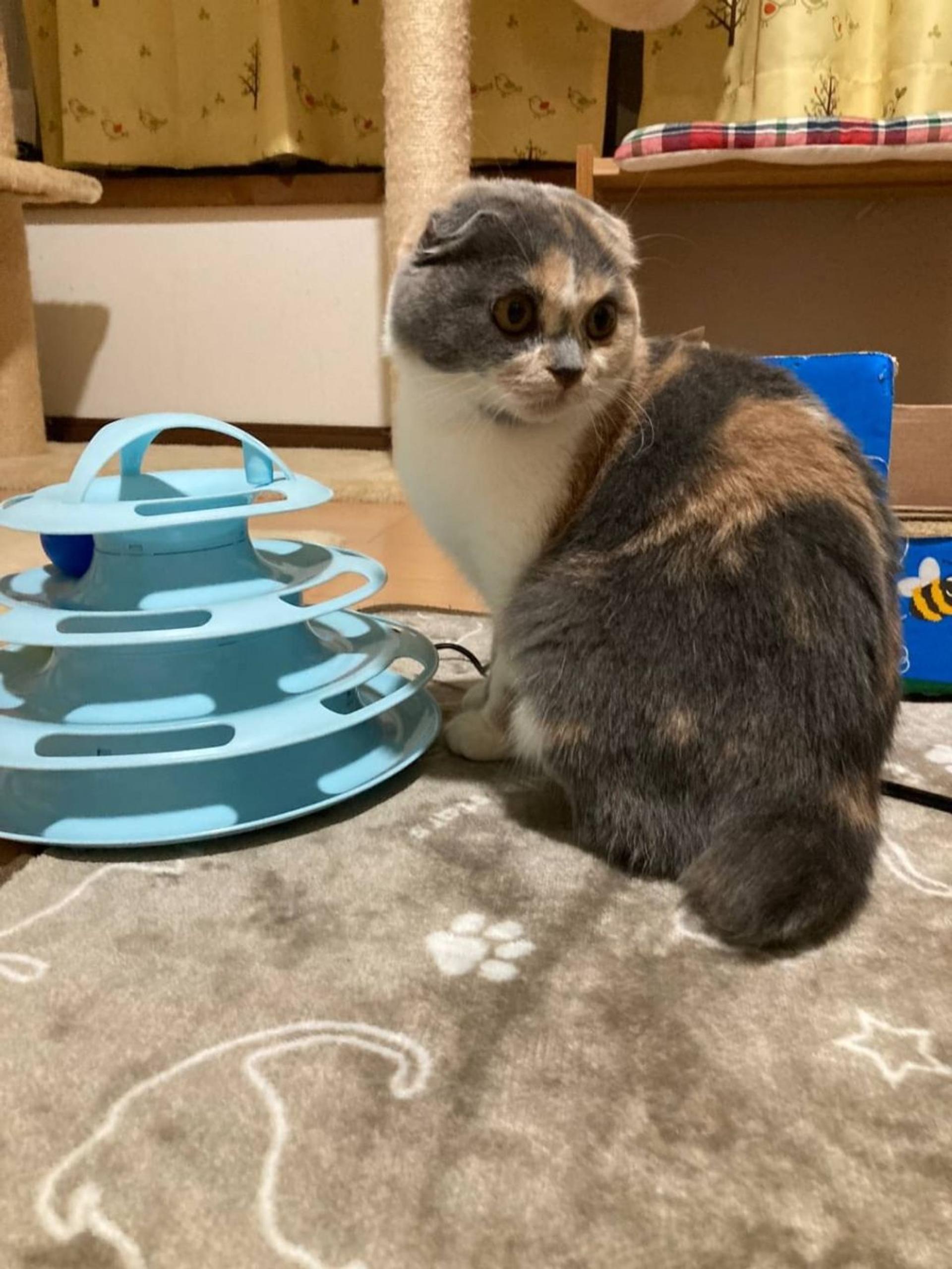 pet-image-3