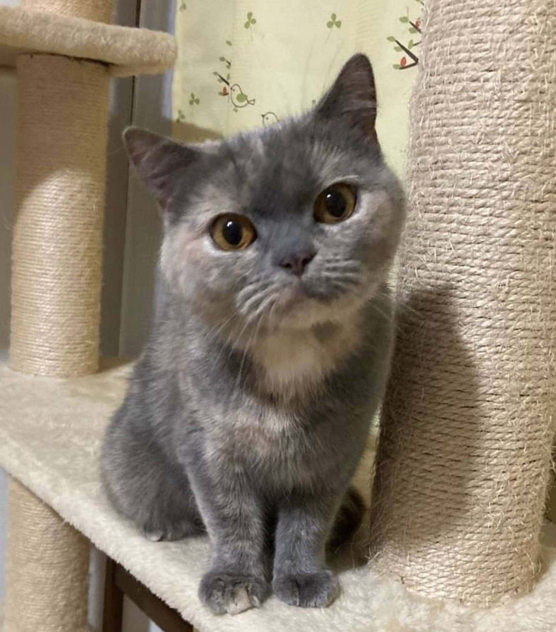 ブリティッシュショートヘア・メスの里親募集の写真