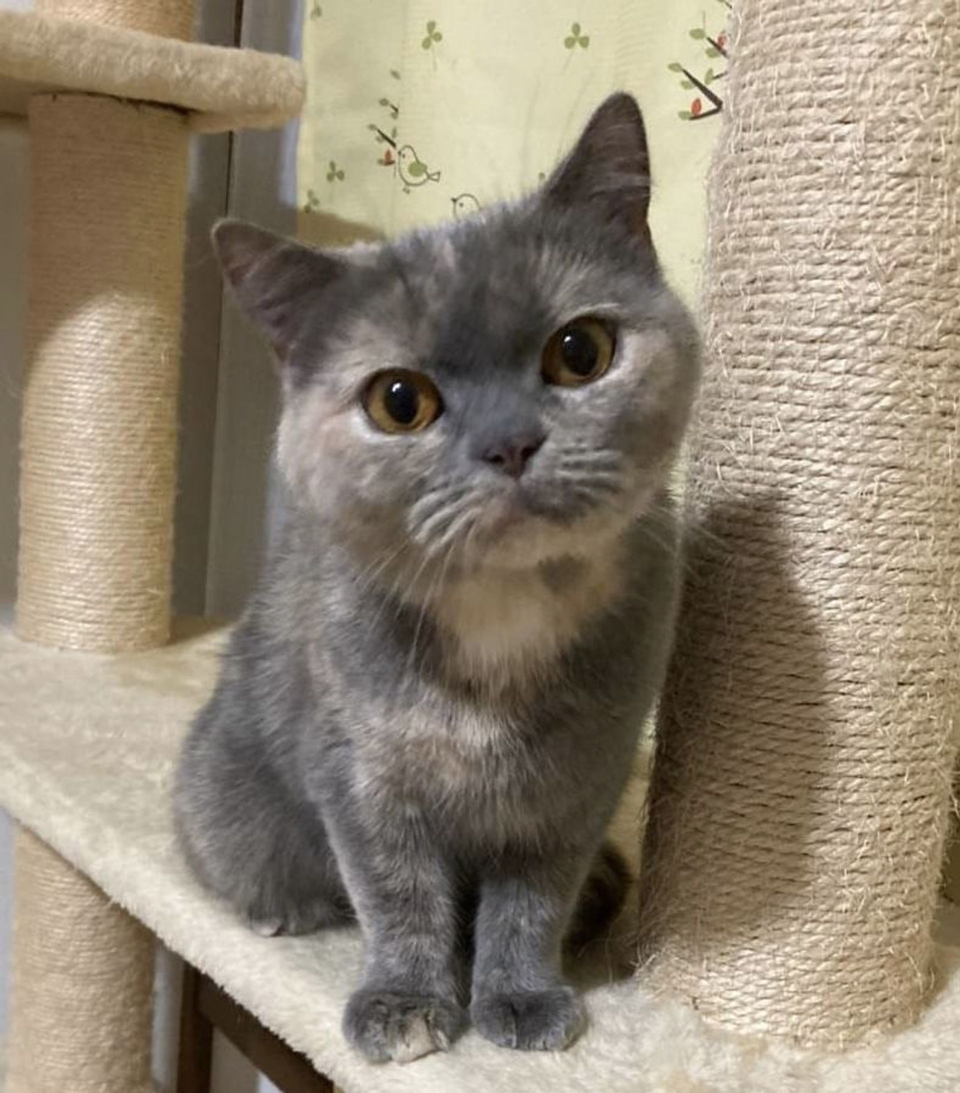 ブリティッシュショートヘア・メスの里親募集の写真