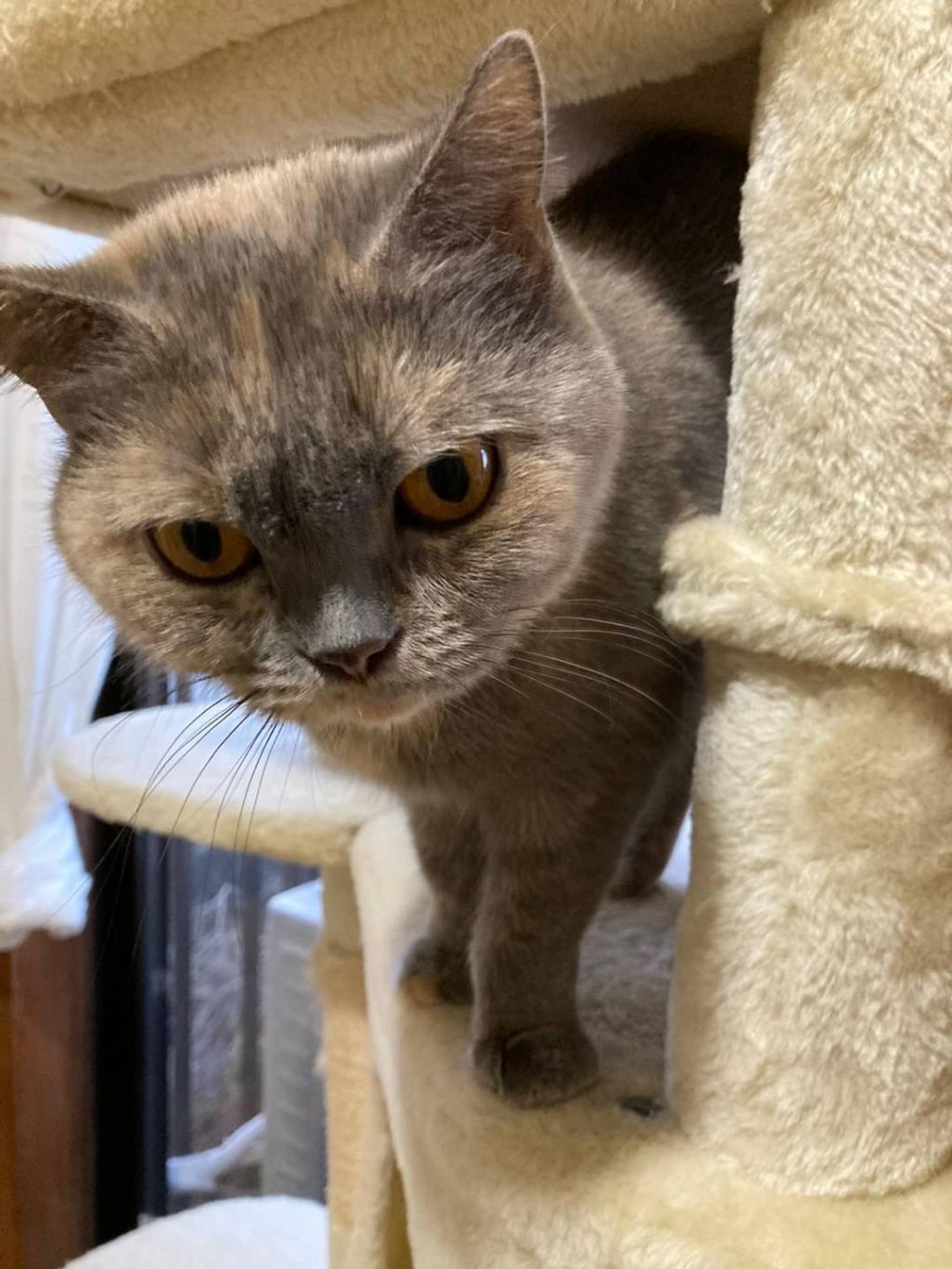 pet-image-3