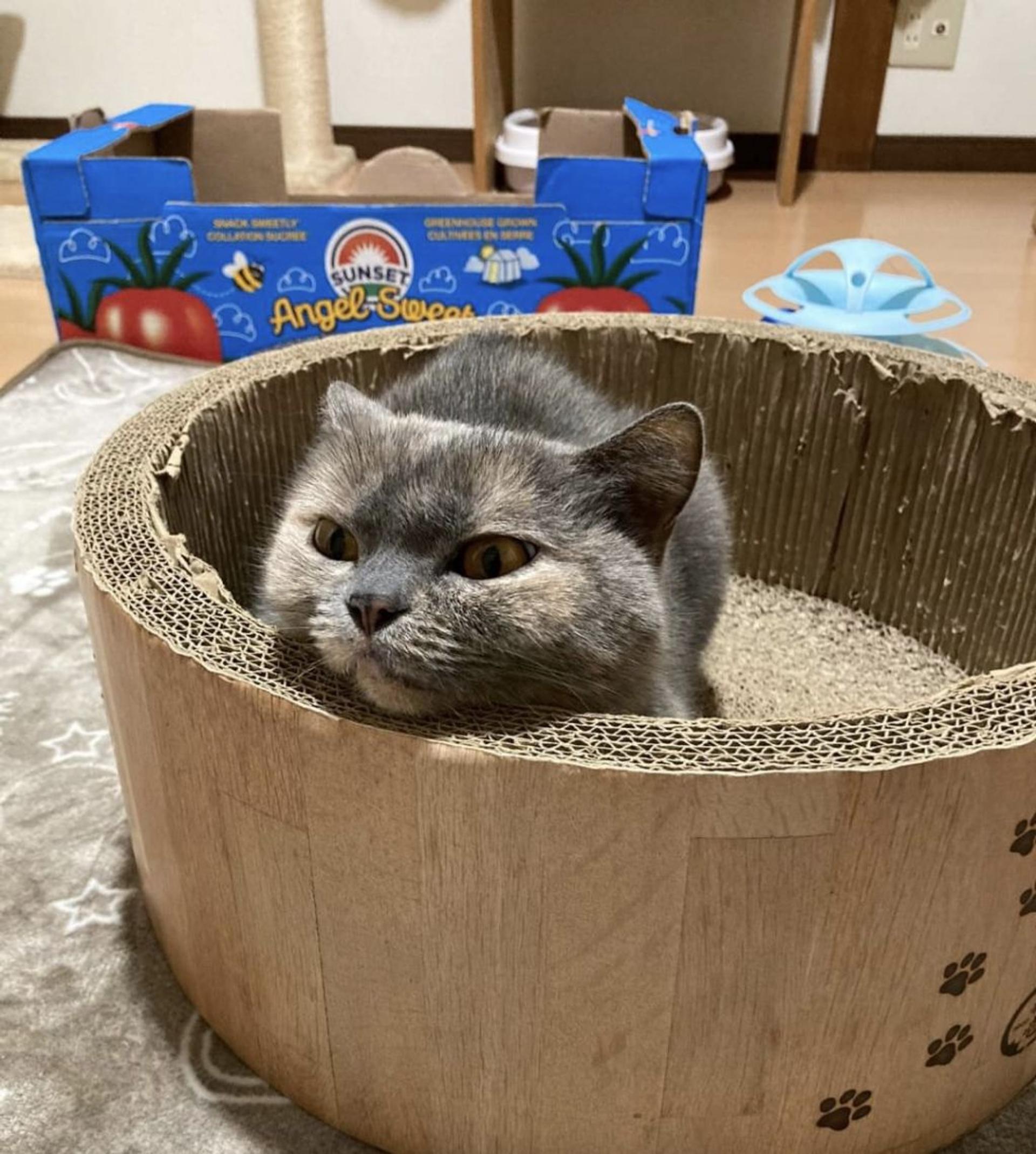 pet-image-4