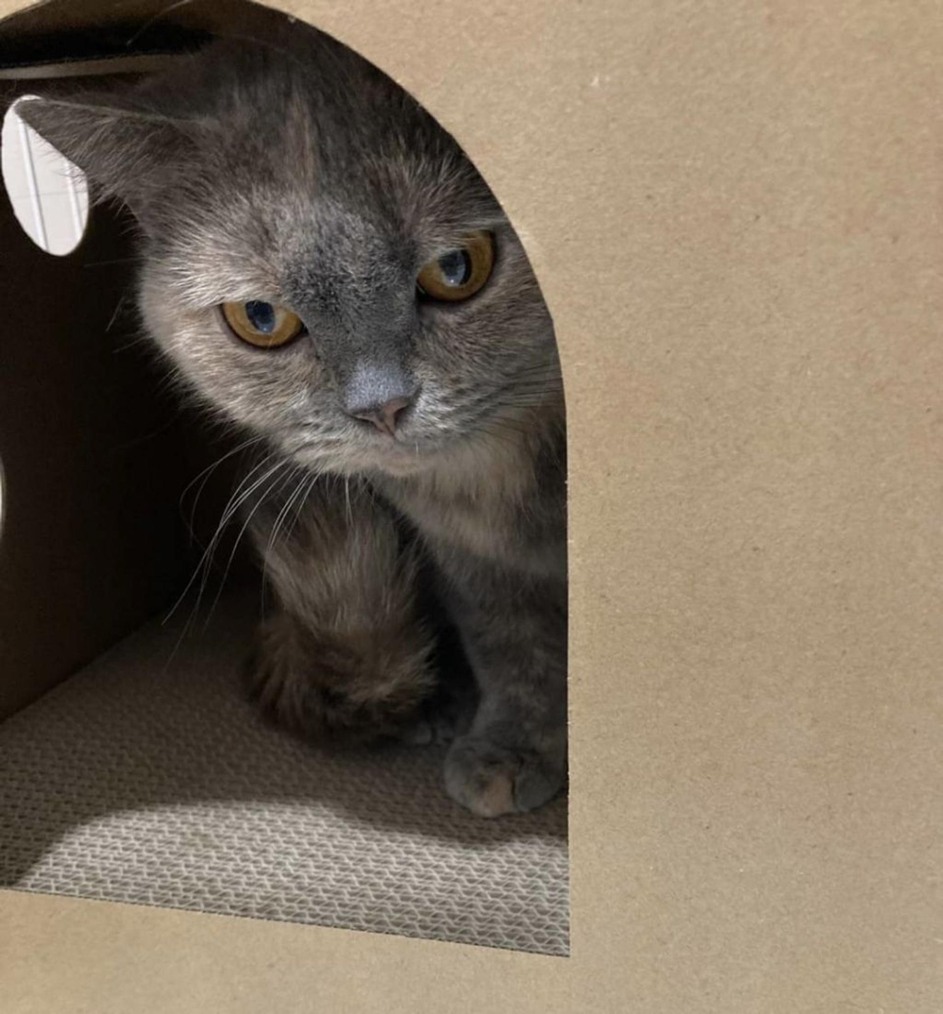 pet-image-5