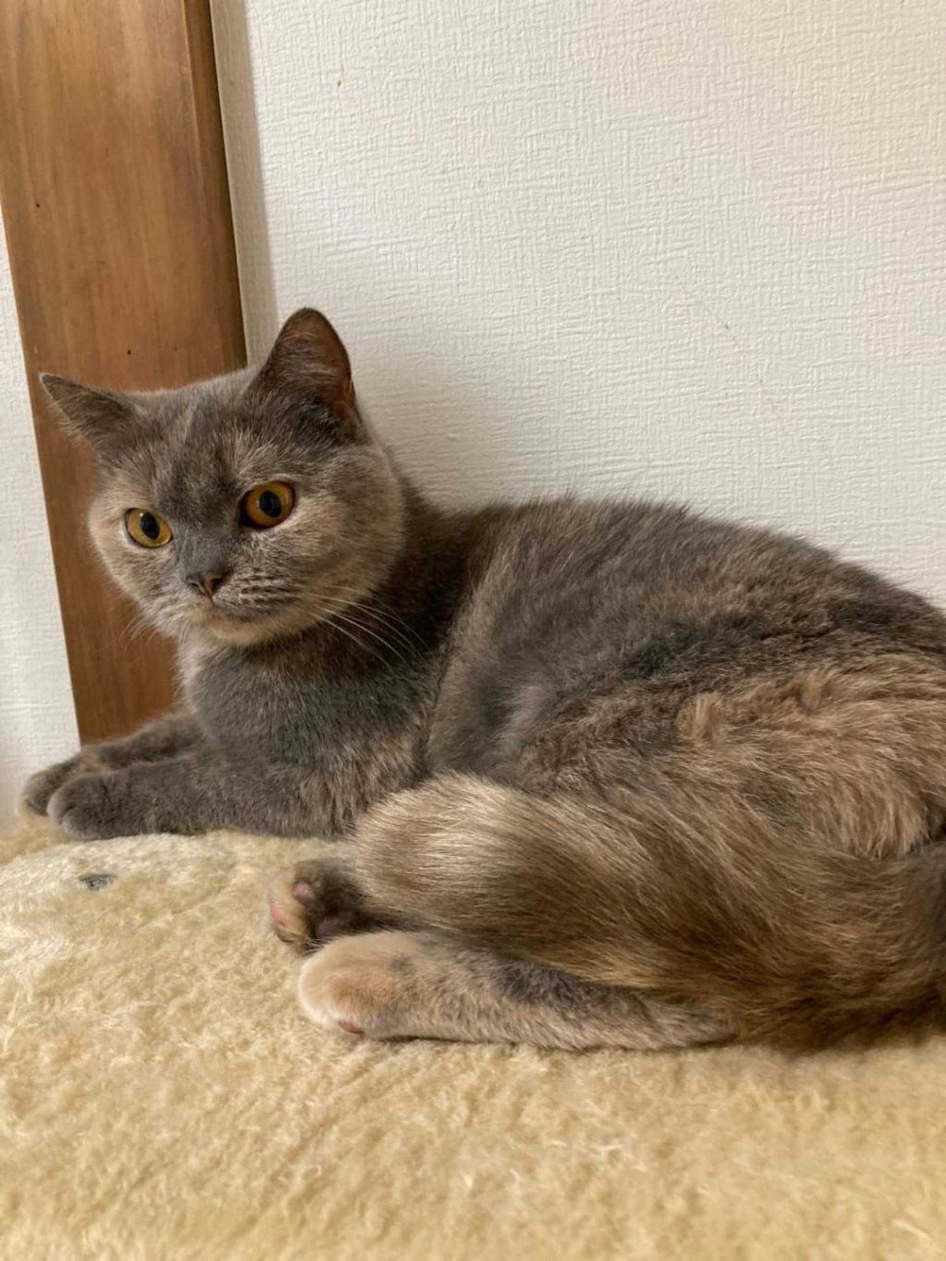 pet-image-8