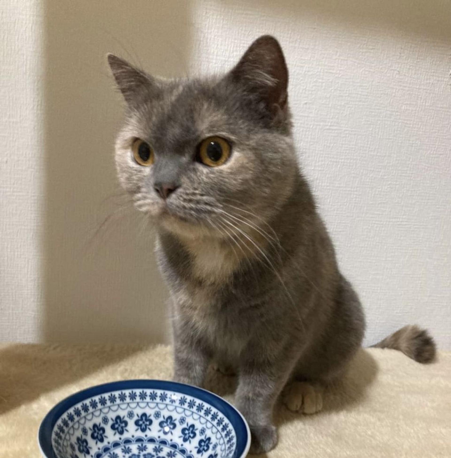 pet-image-9