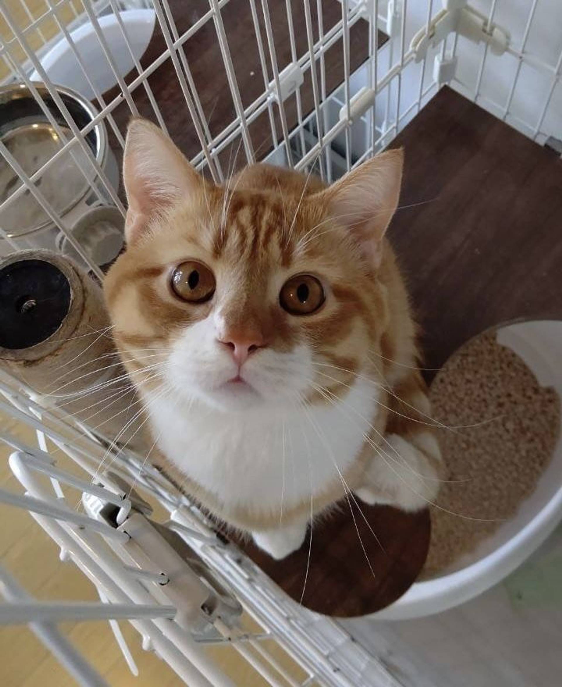 ブリティッシュショートヘア・オスの里親募集の写真