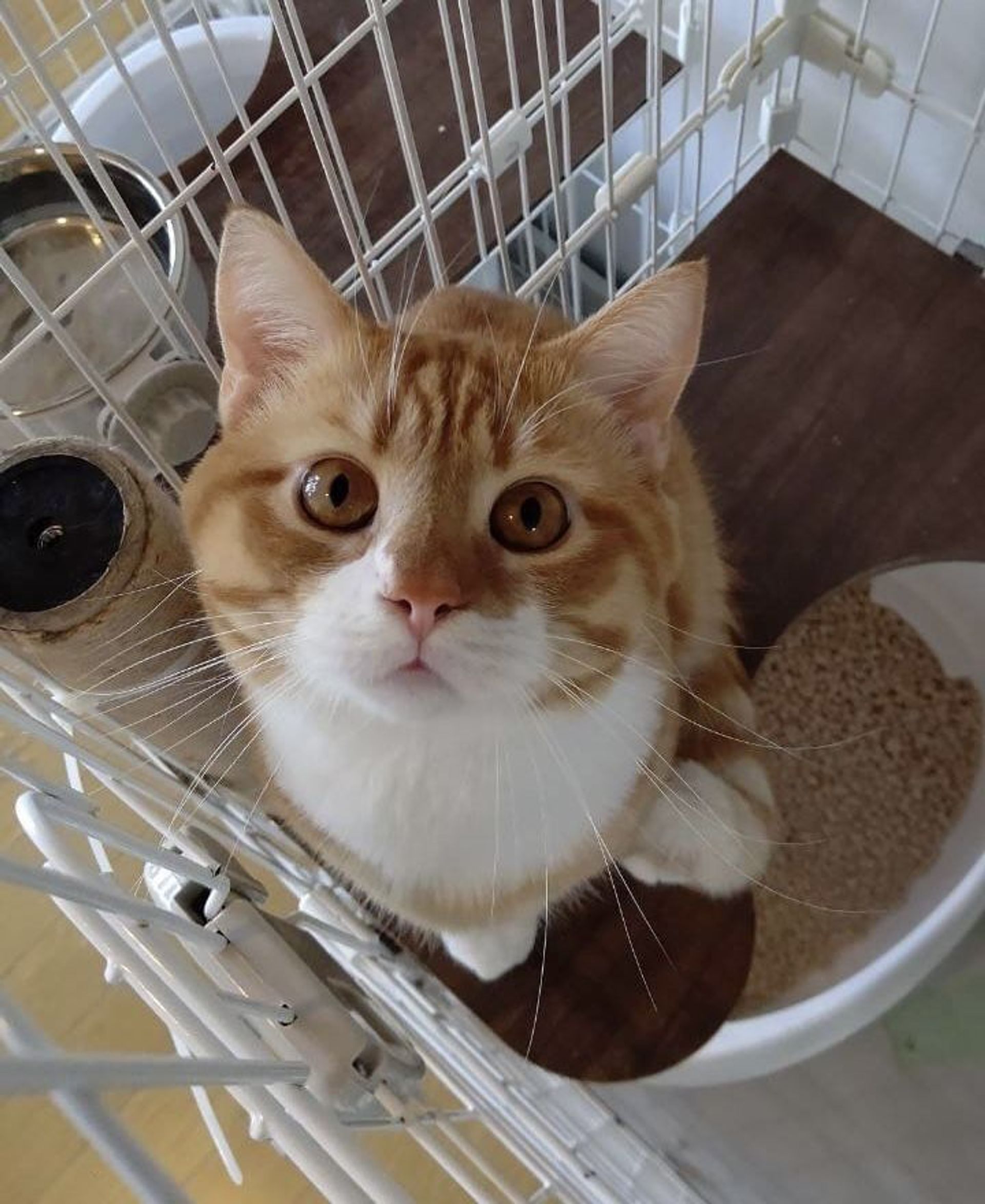ブリティッシュショートヘア・オスの里親募集の写真