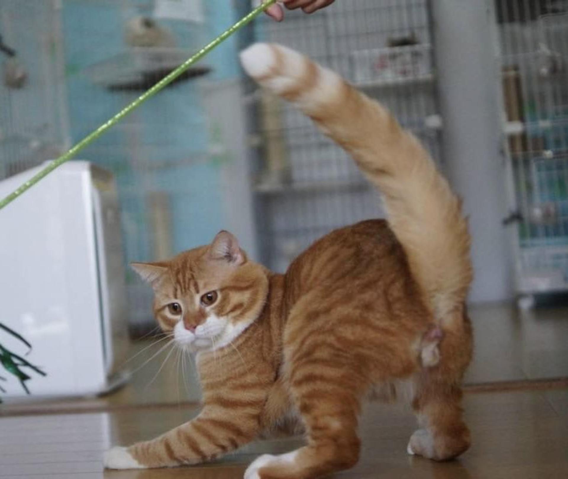 pet-image-2