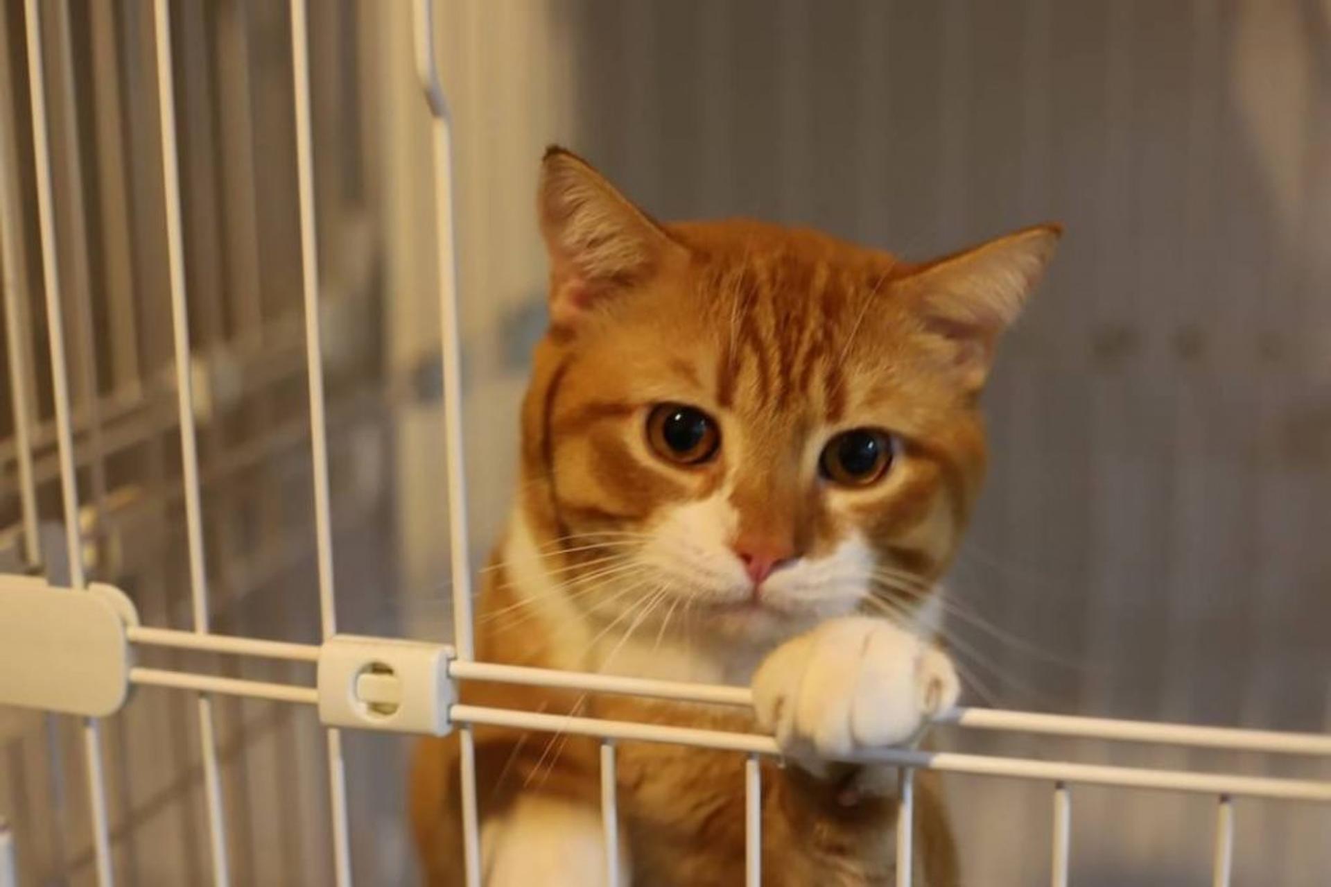 pet-image-4