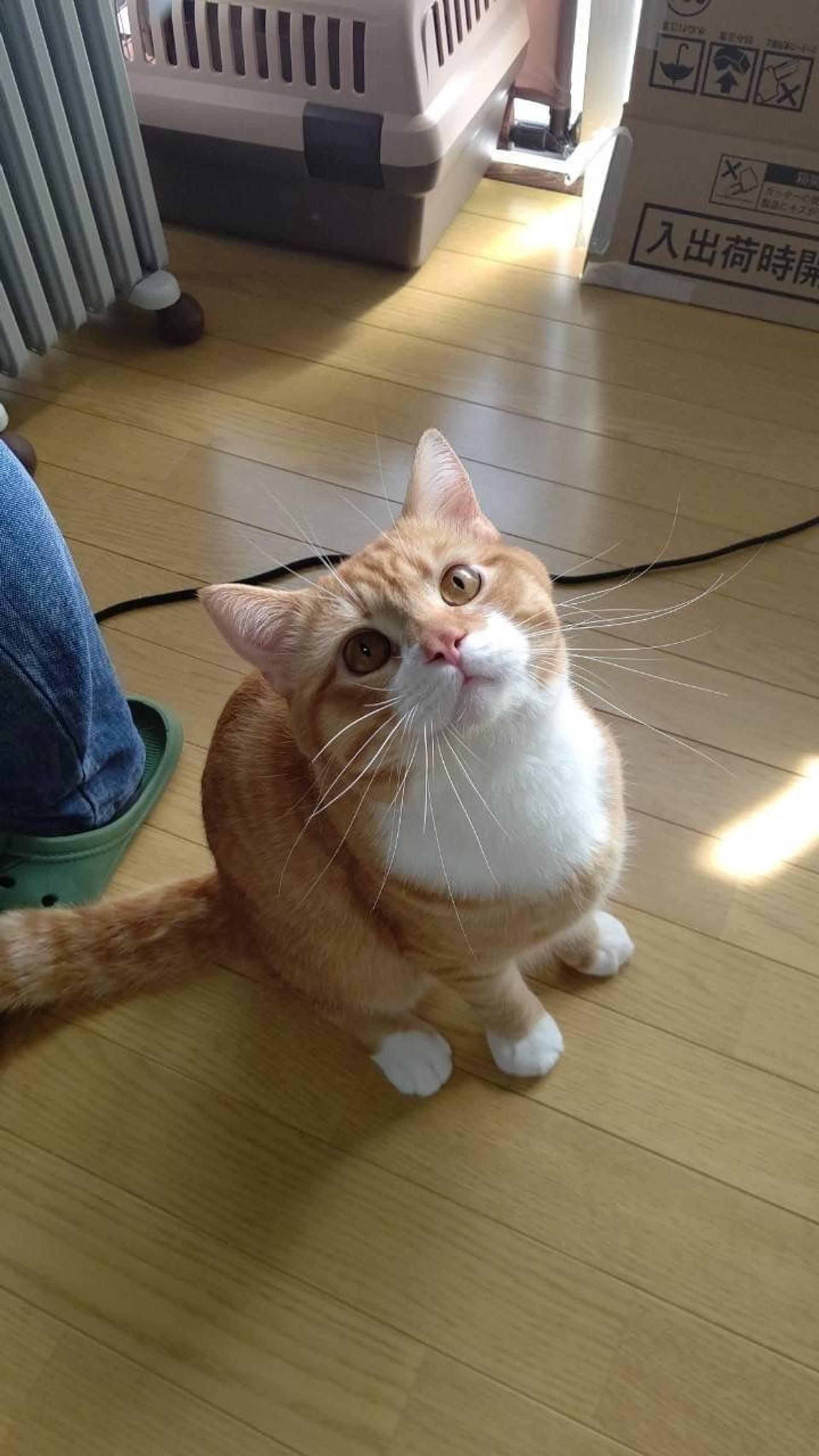 pet-image-5