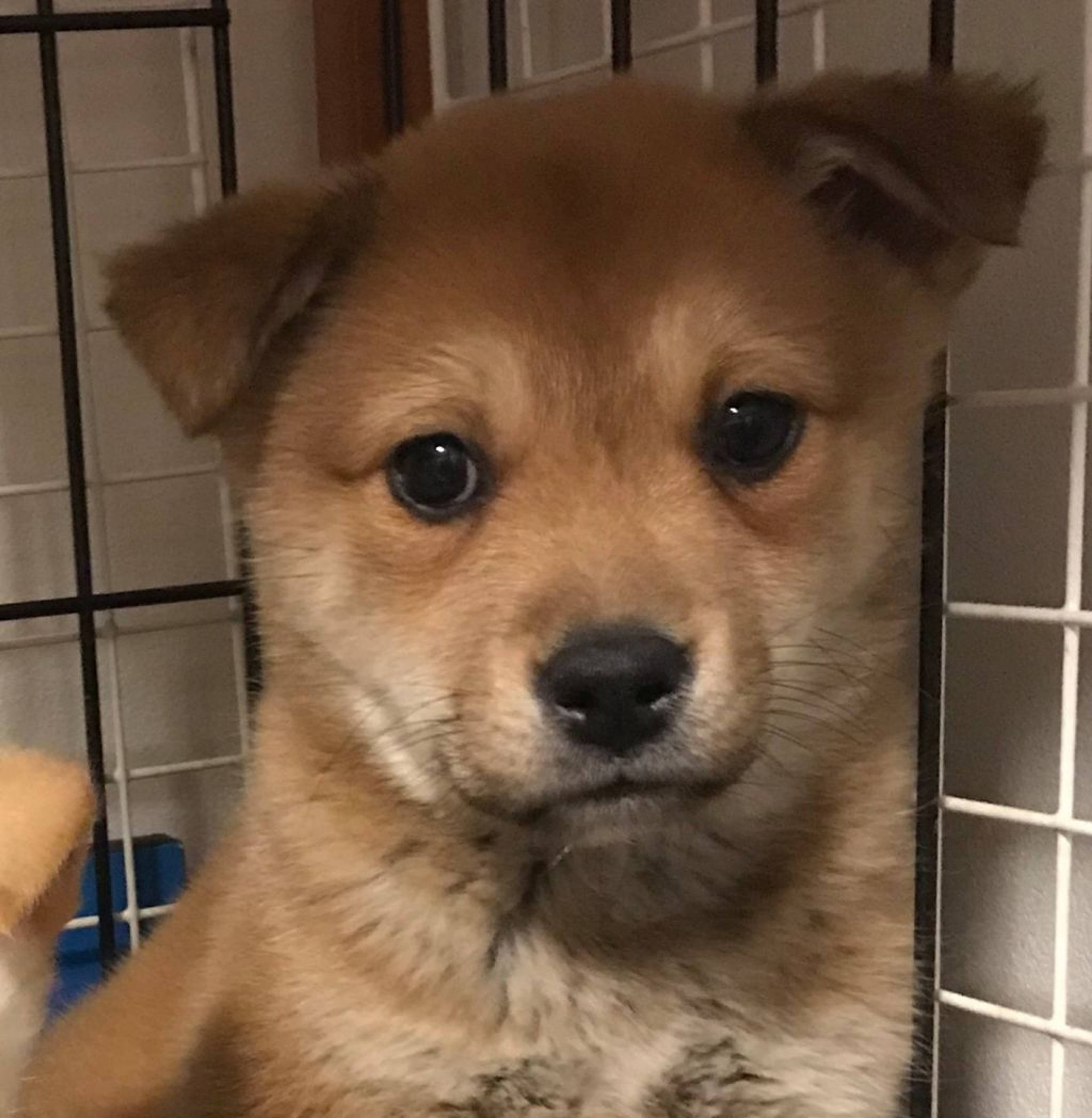 雑種（ミックス犬）・オスの里親募集の写真