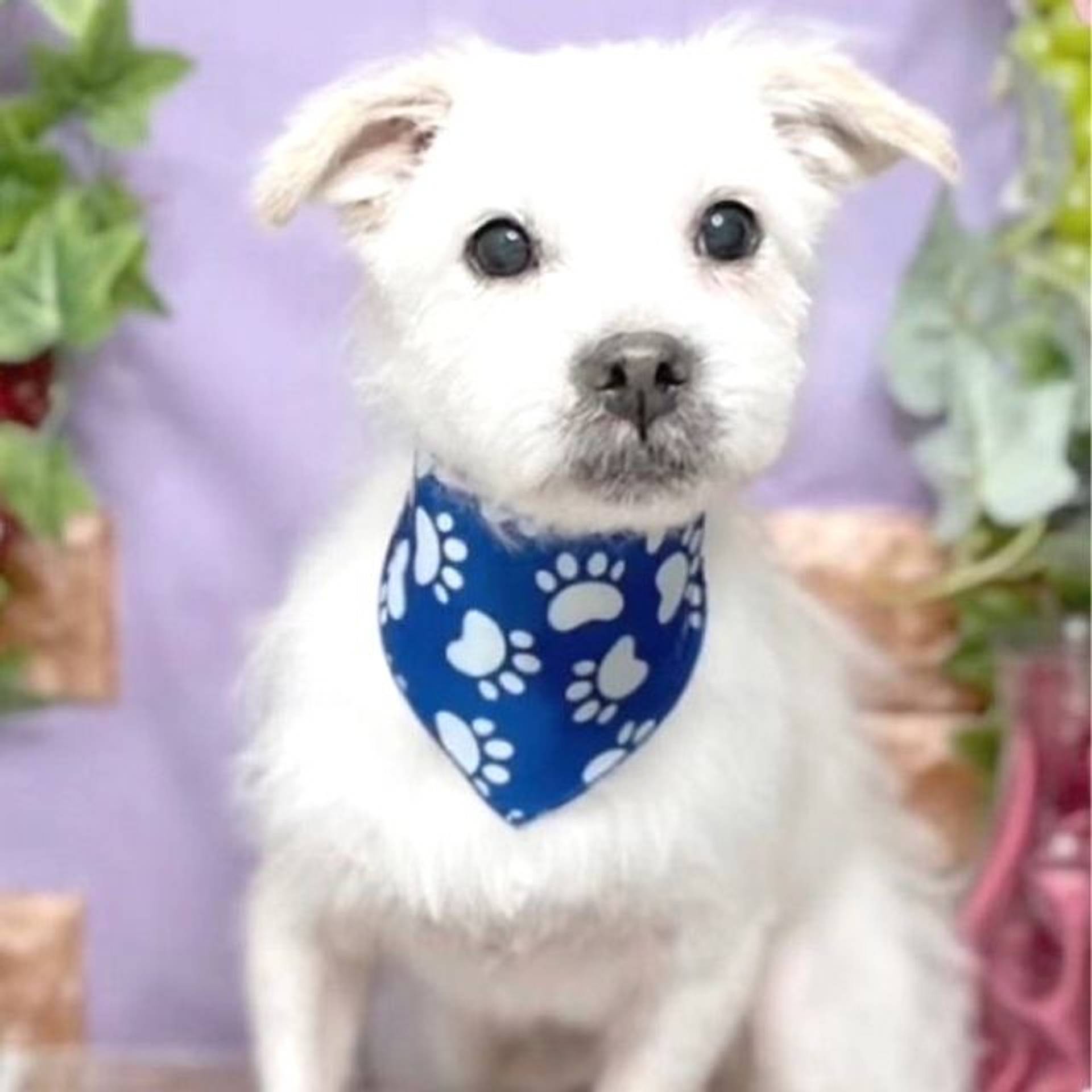 雑種（ミックス犬）・オスの里親募集の写真