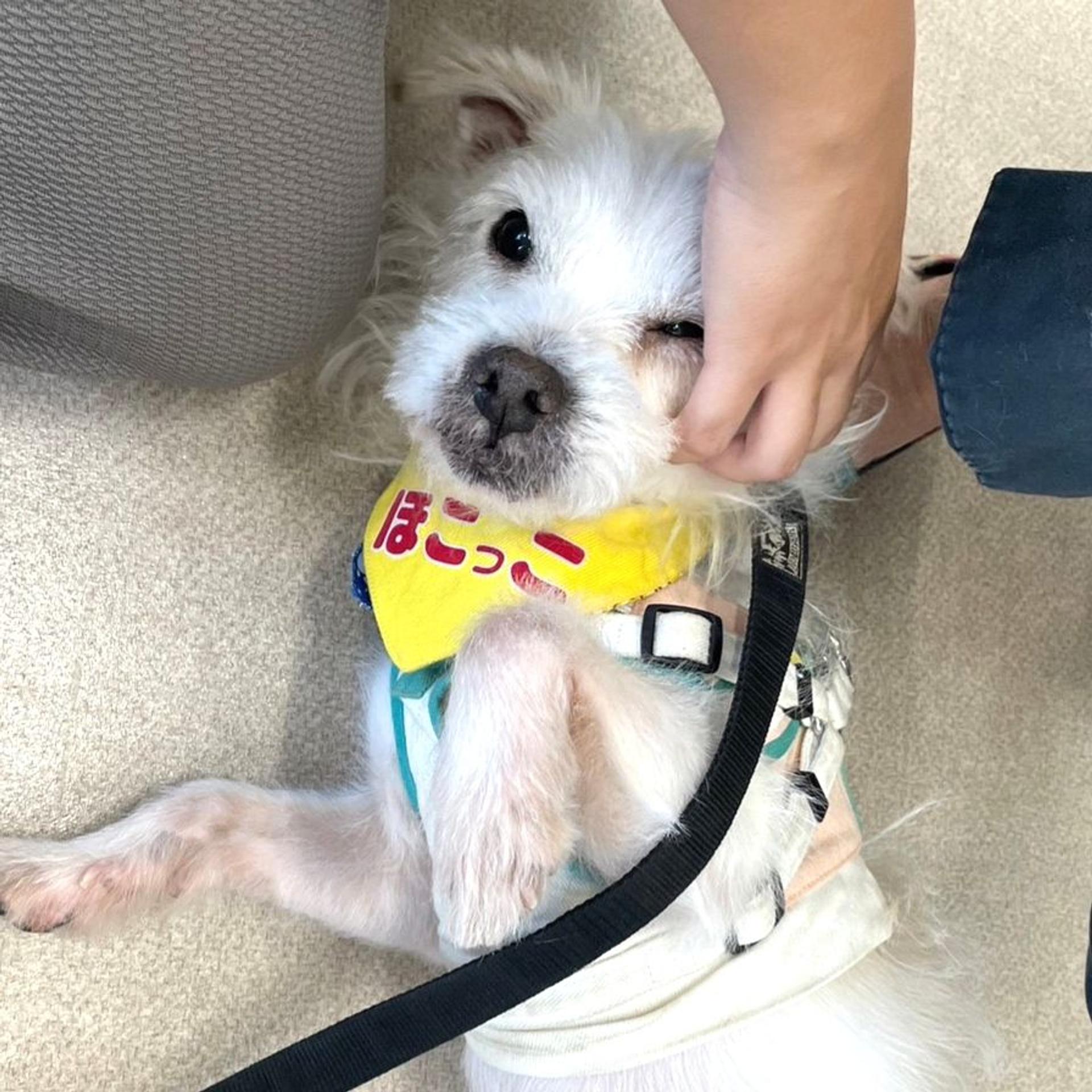pet-image-4