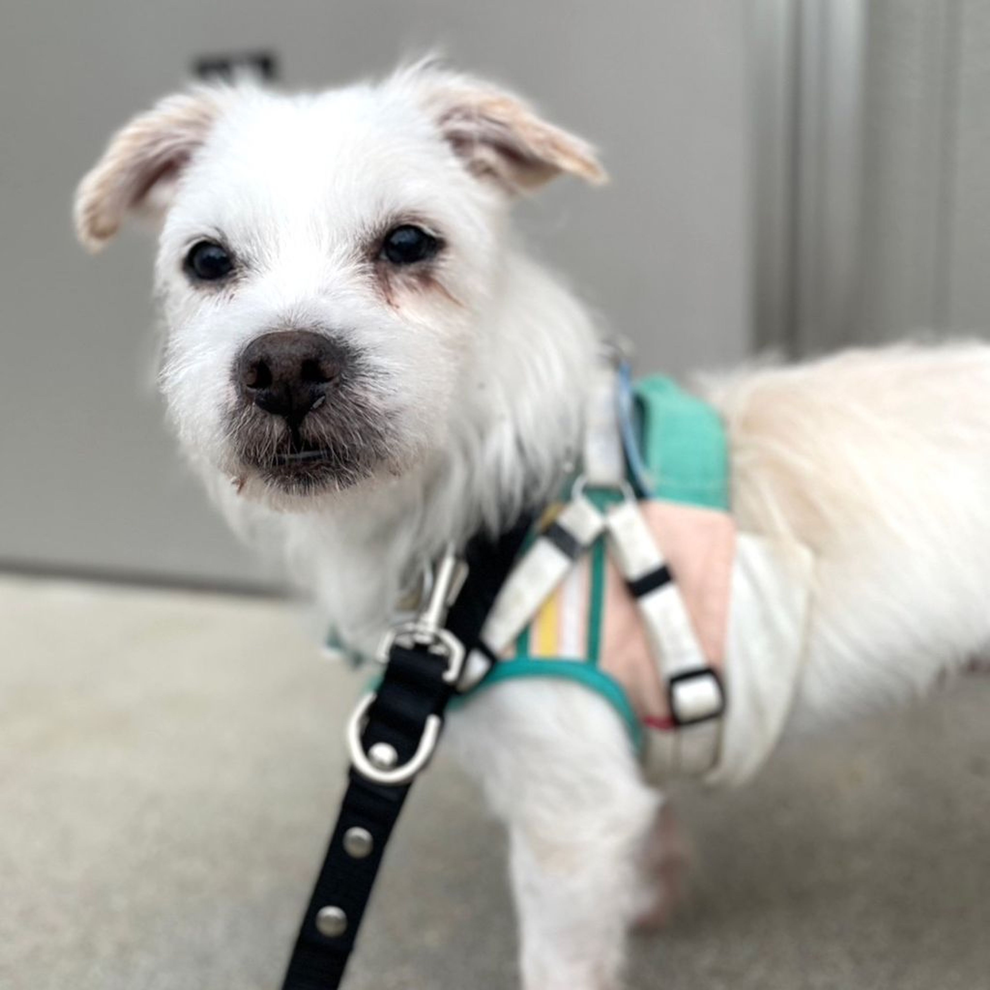 pet-image-8
