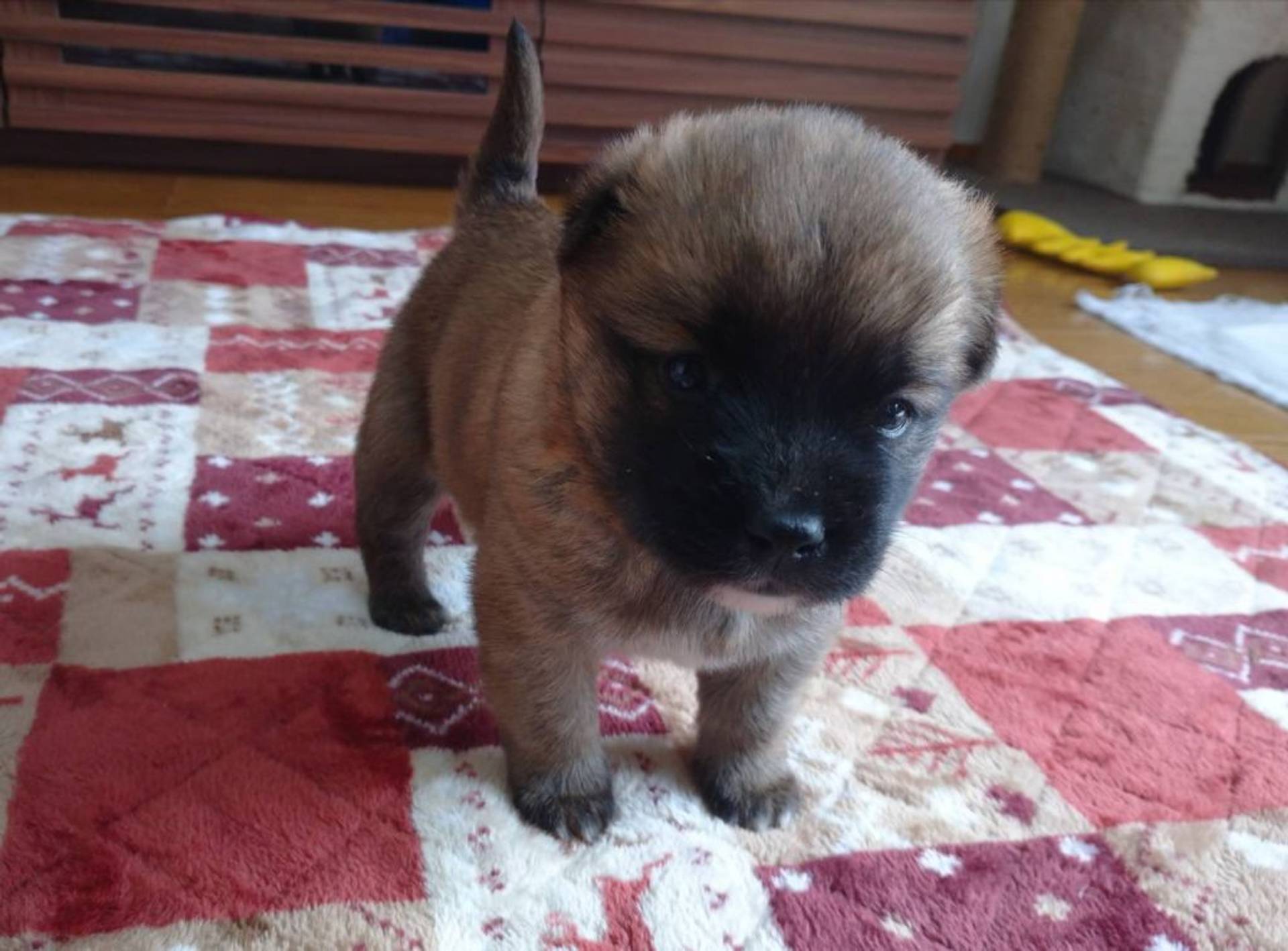 雑種（ミックス犬）・オスの里親募集の写真