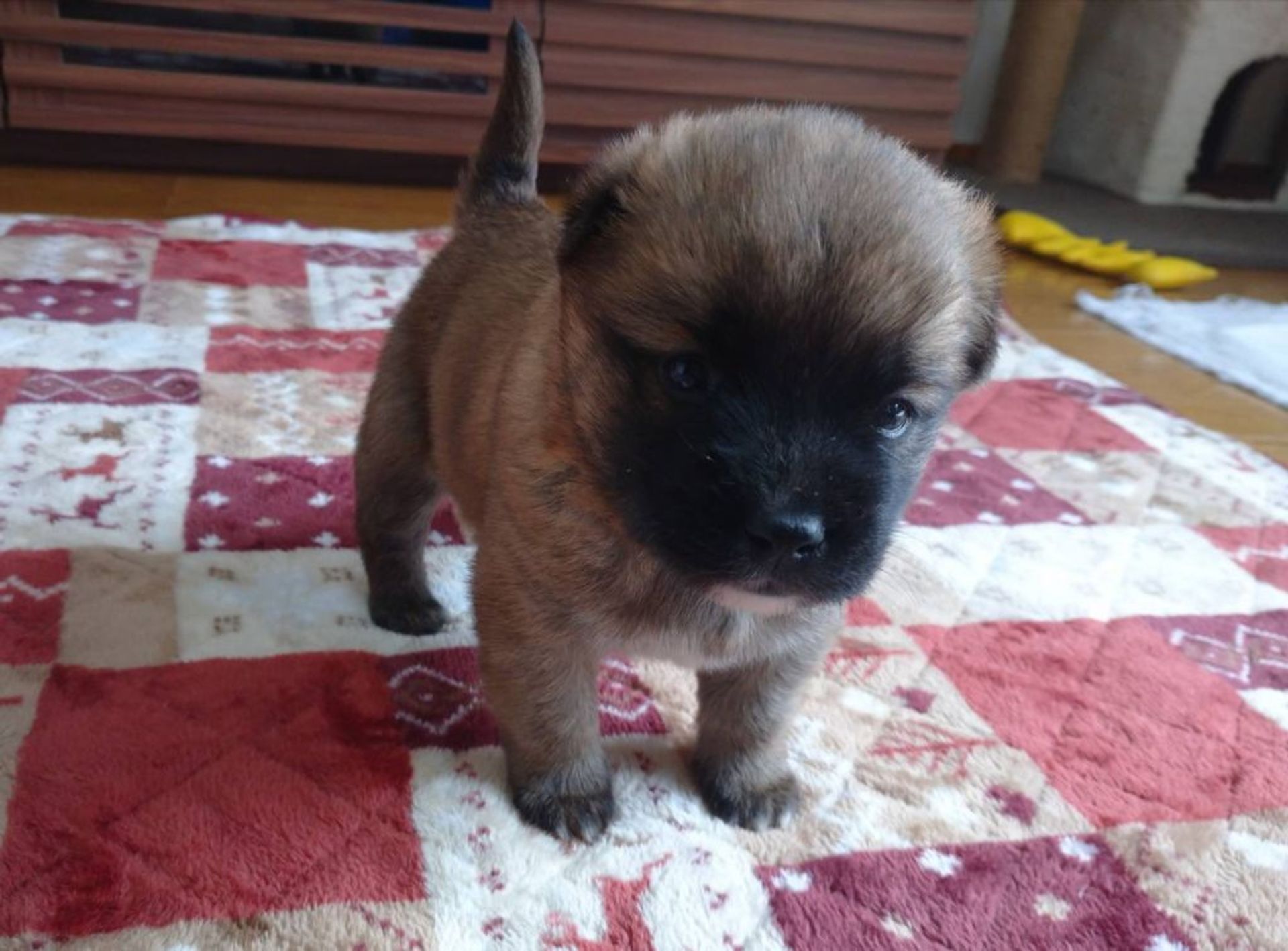 雑種（ミックス犬）・オスの里親募集の写真