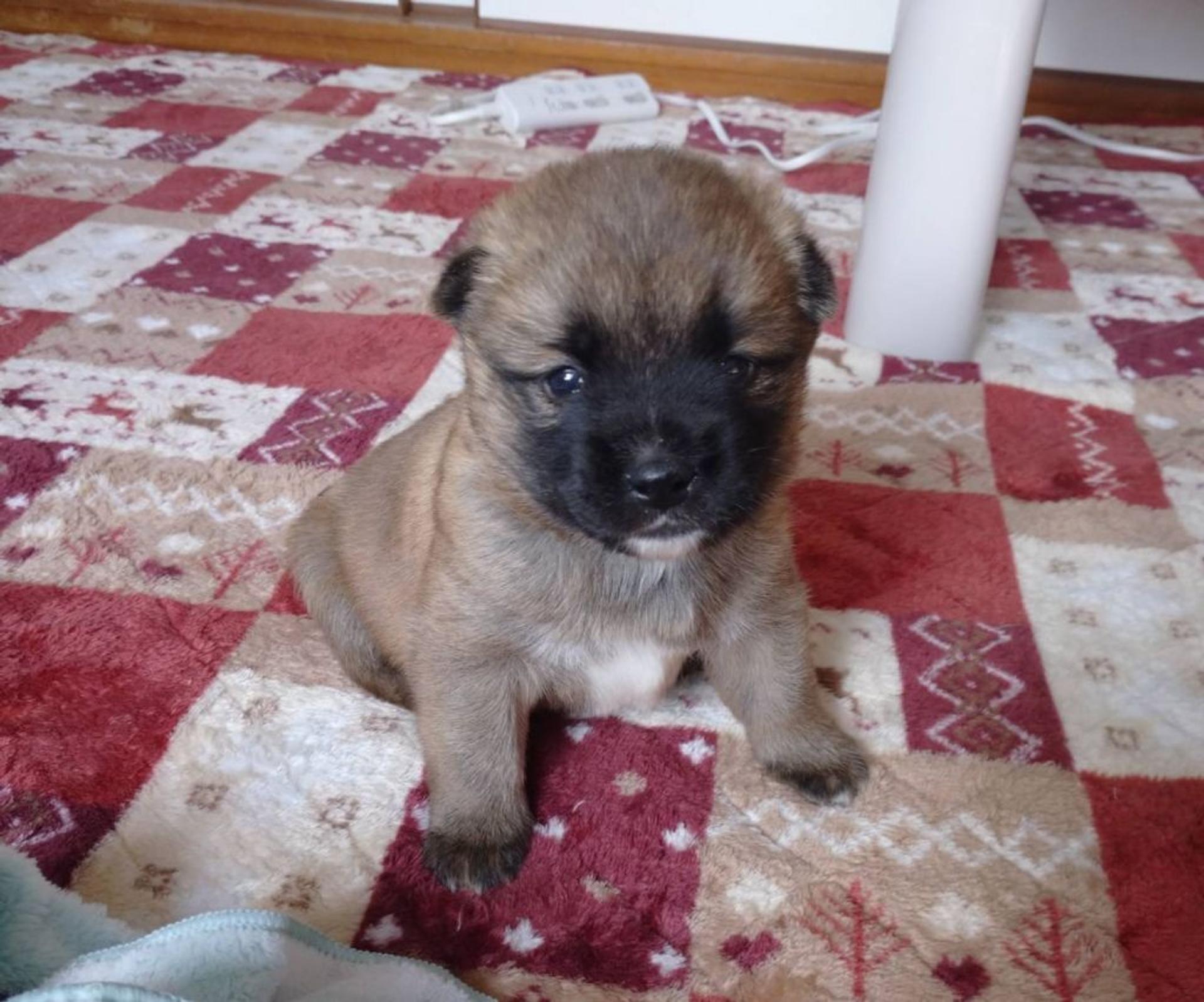 pet-image-2