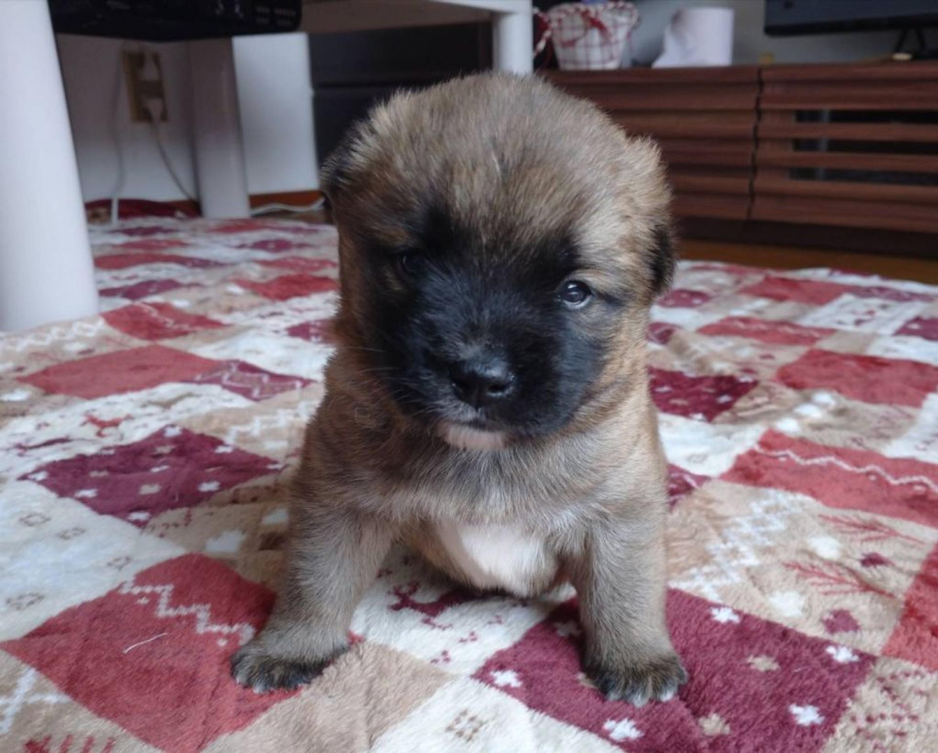 pet-image-4