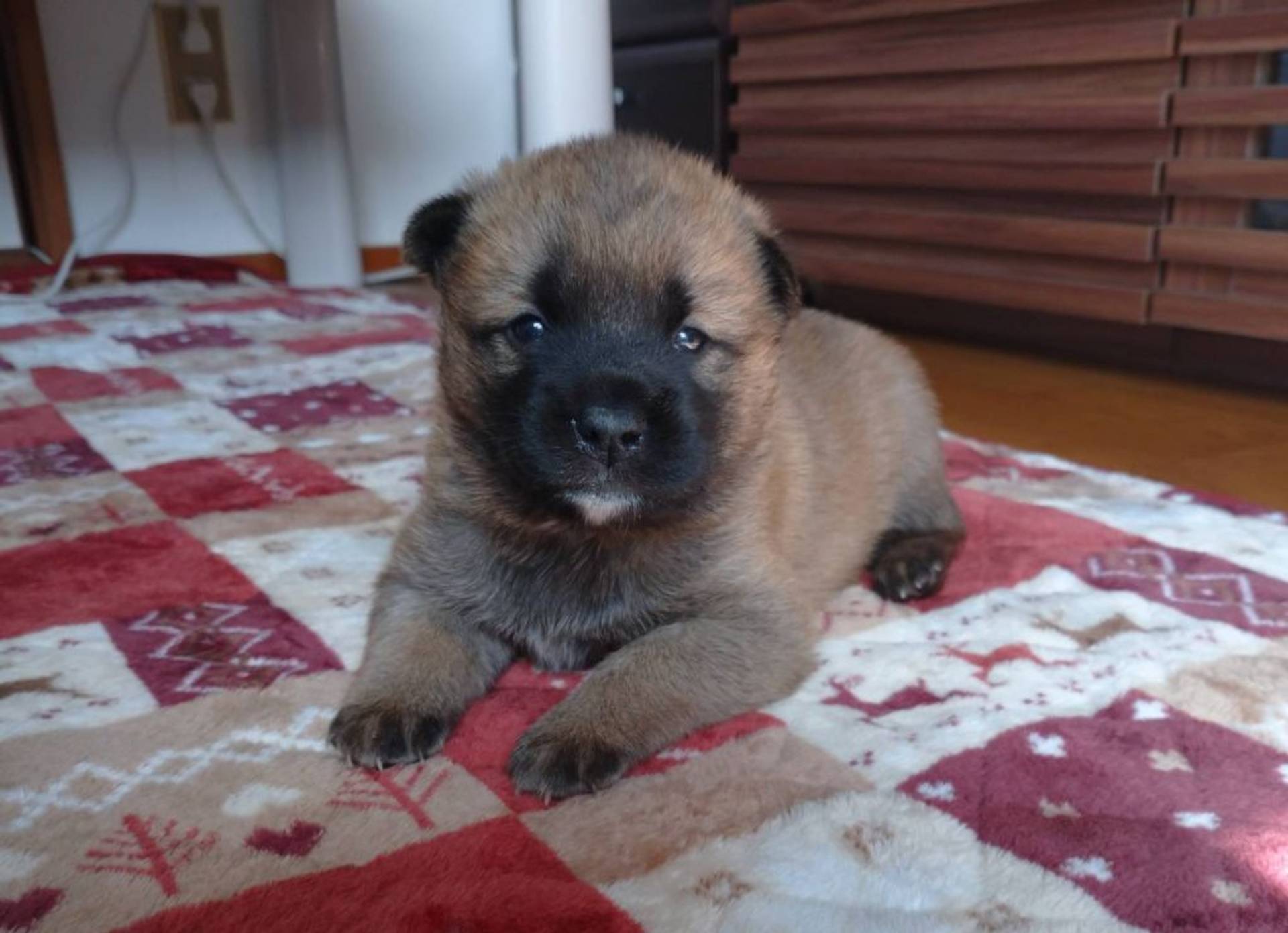 雑種（ミックス犬）・オスの里親募集の写真