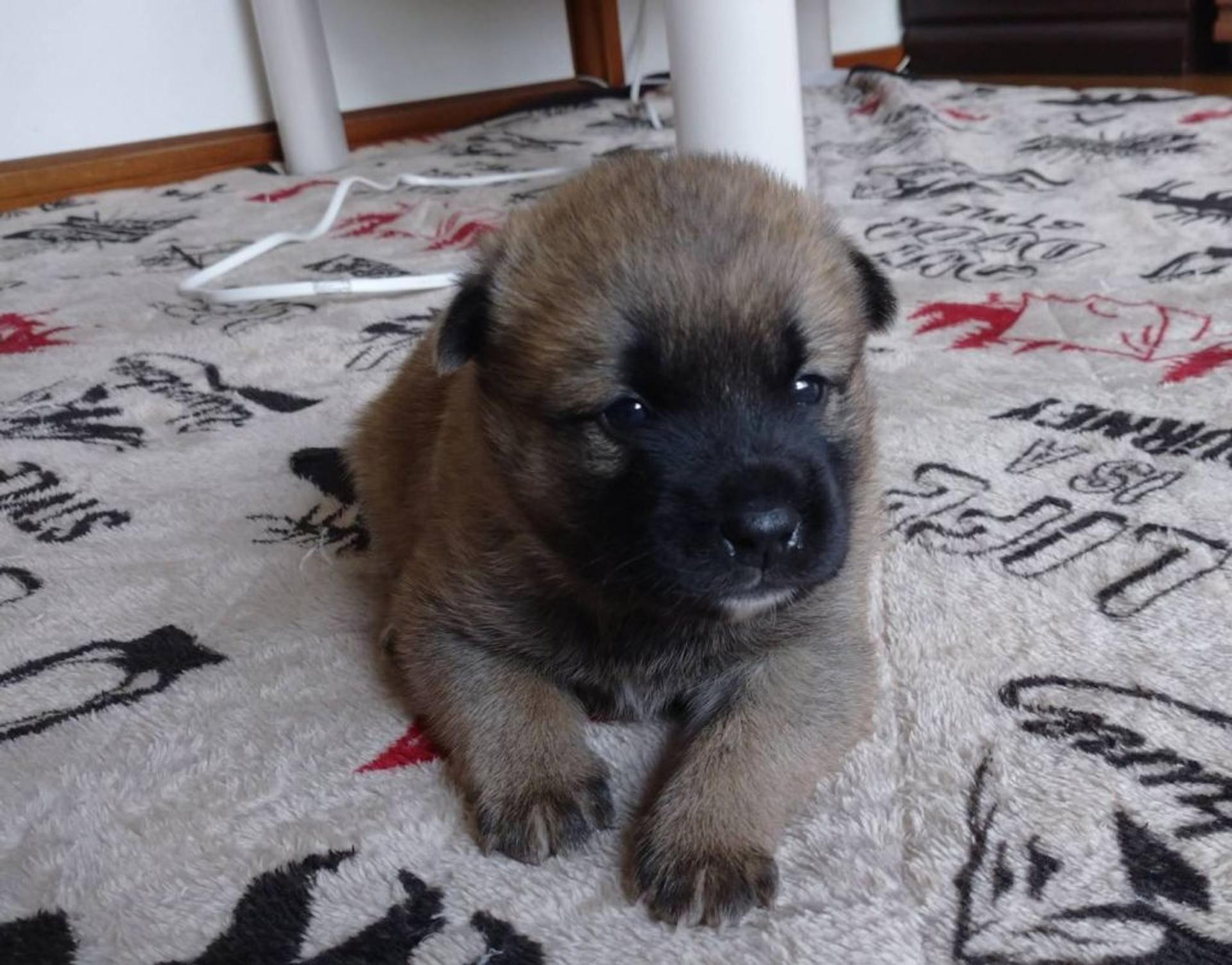 pet-image-2