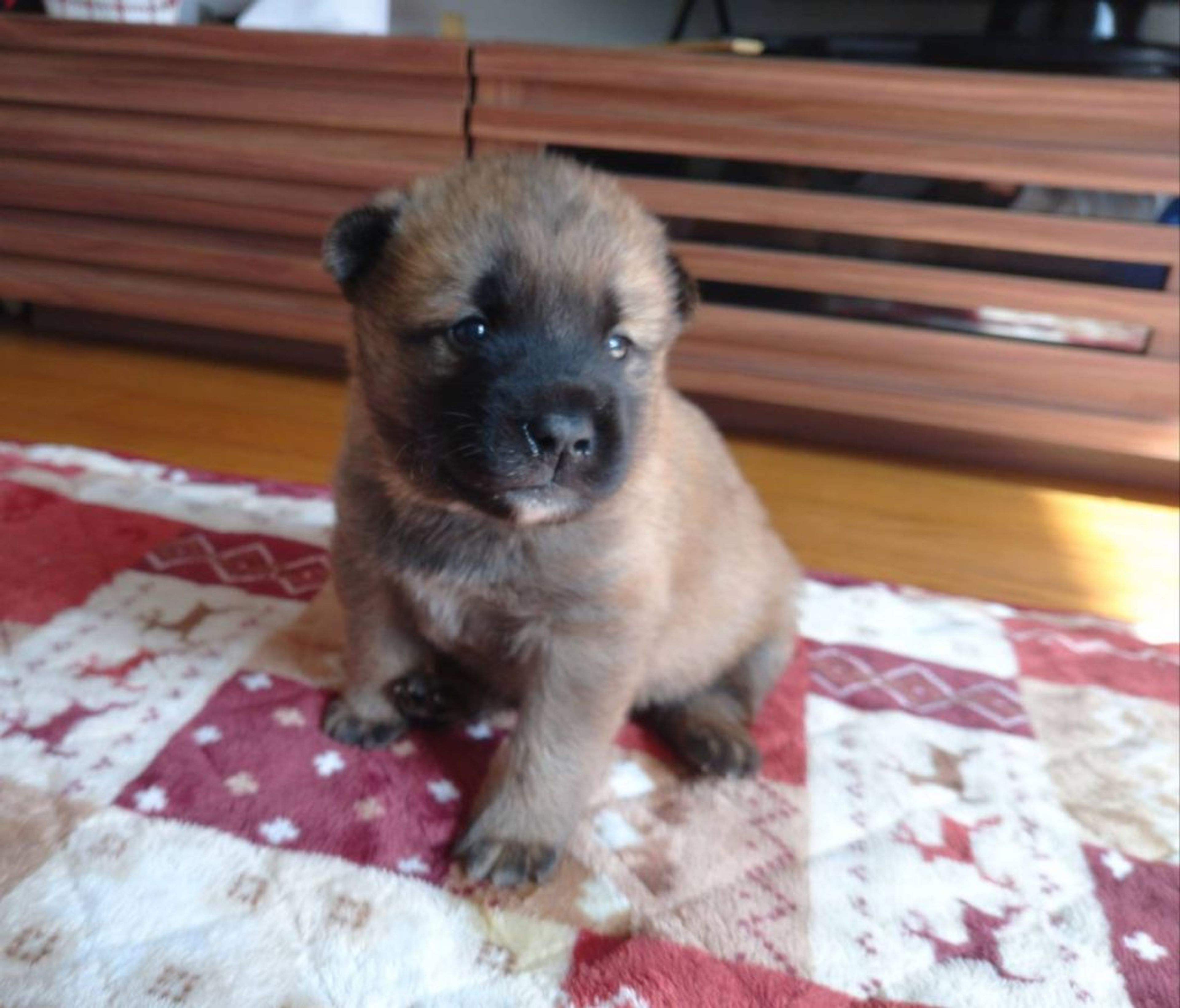 pet-image-4