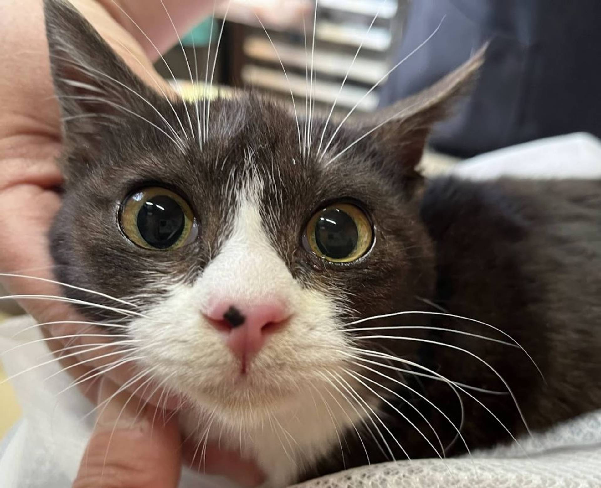 雑種（ミックス猫）・メスの里親募集の写真