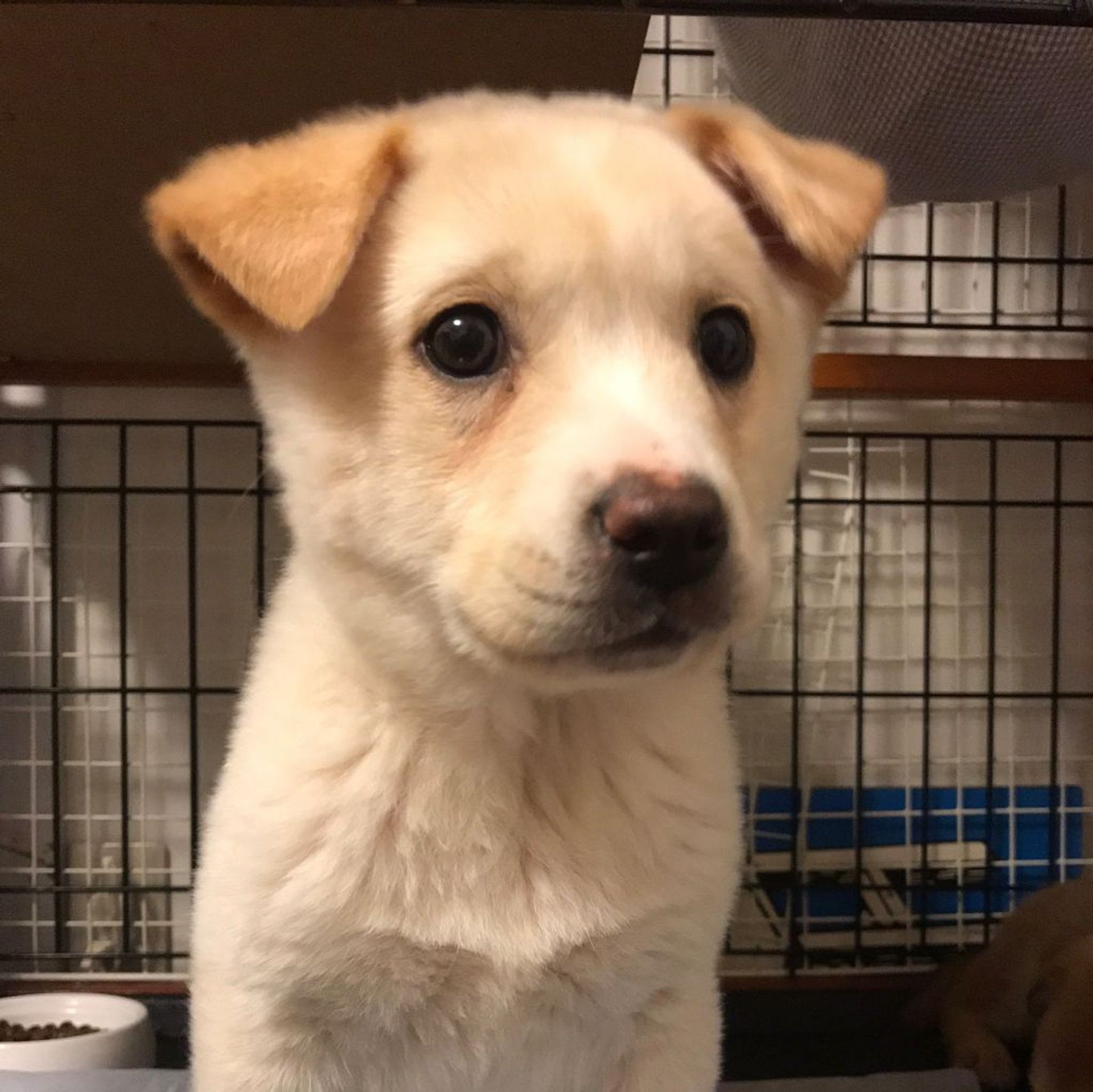 雑種（ミックス犬）・オスの里親募集の写真