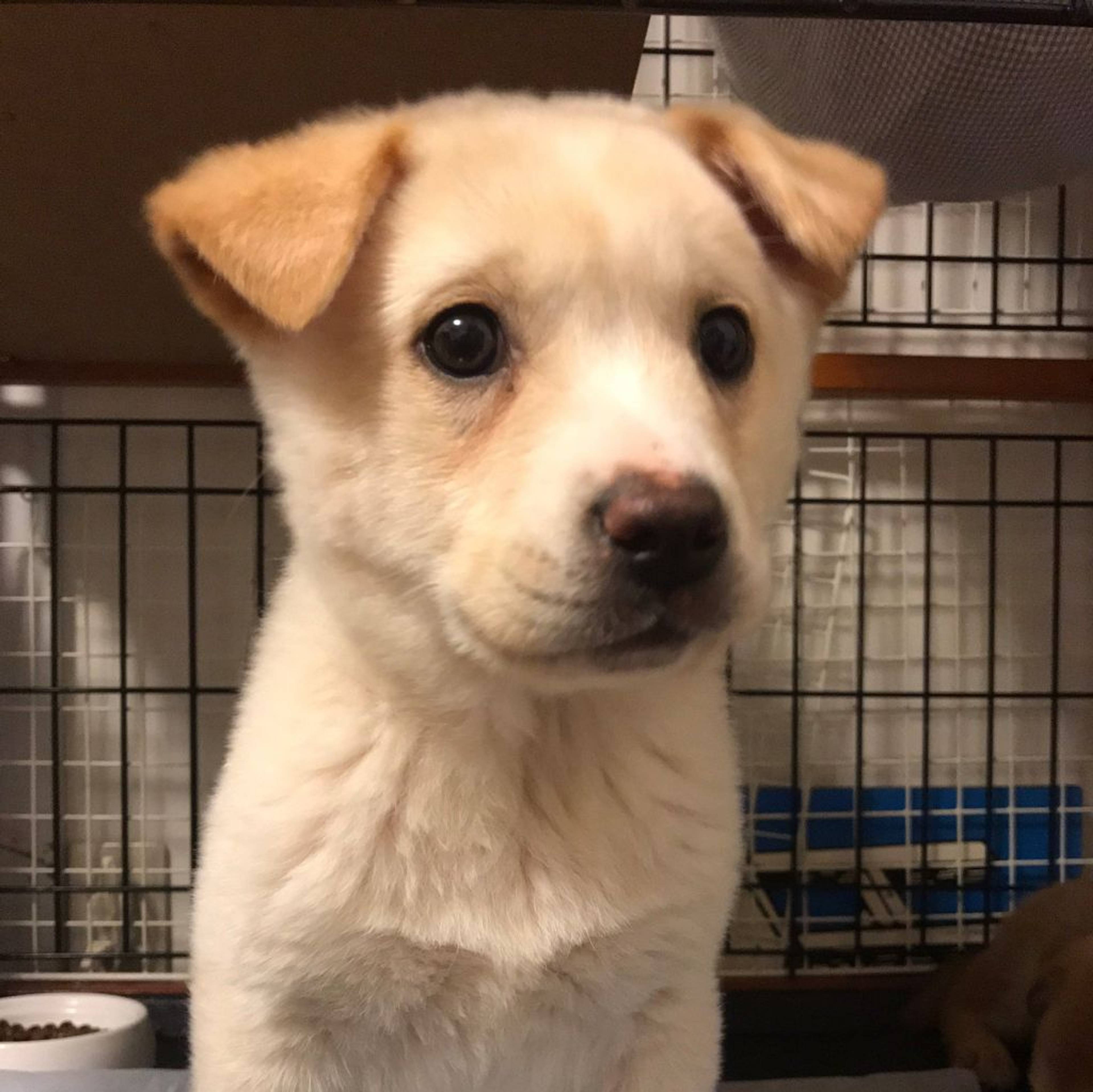 雑種（ミックス犬）・オスの里親募集の写真