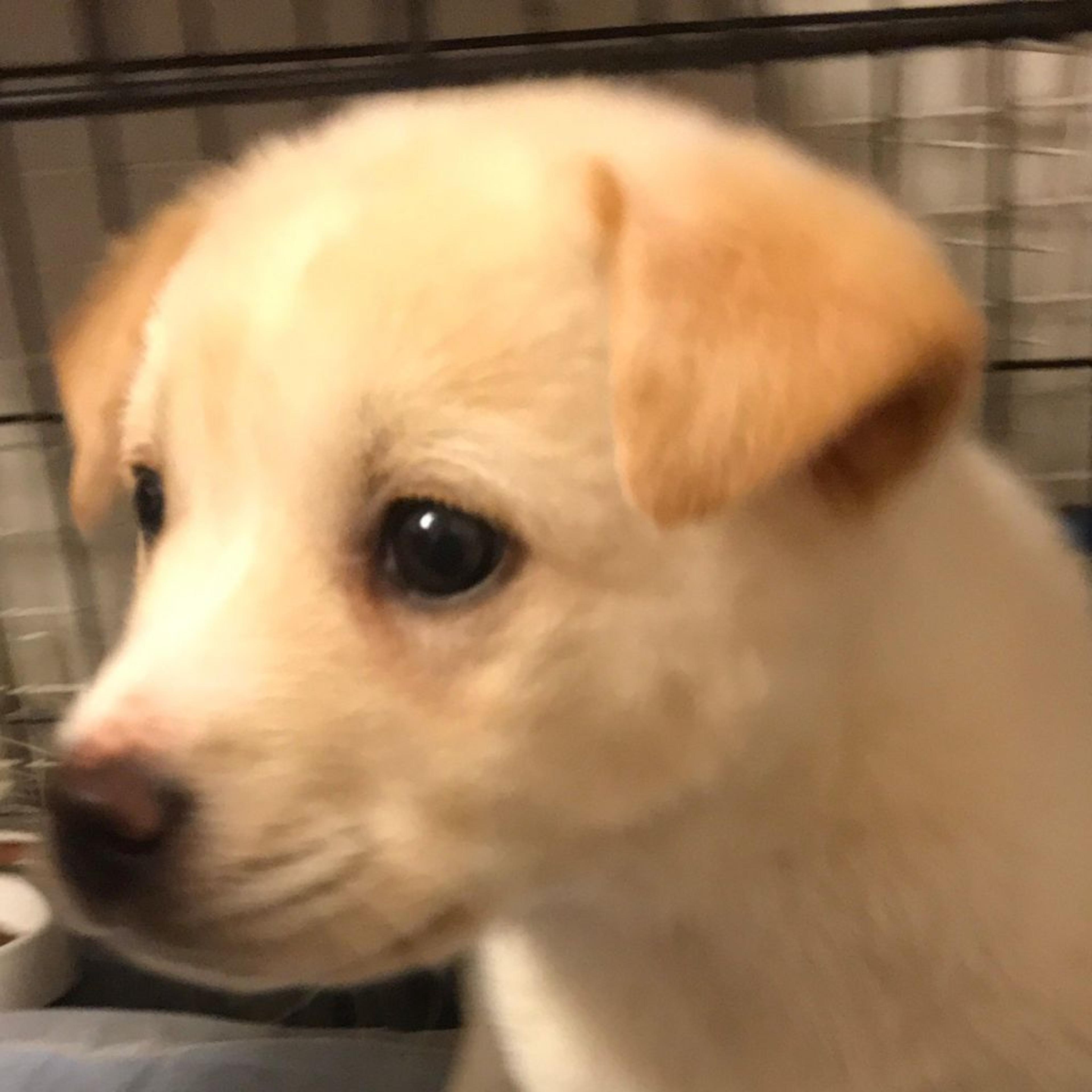 pet-image-2
