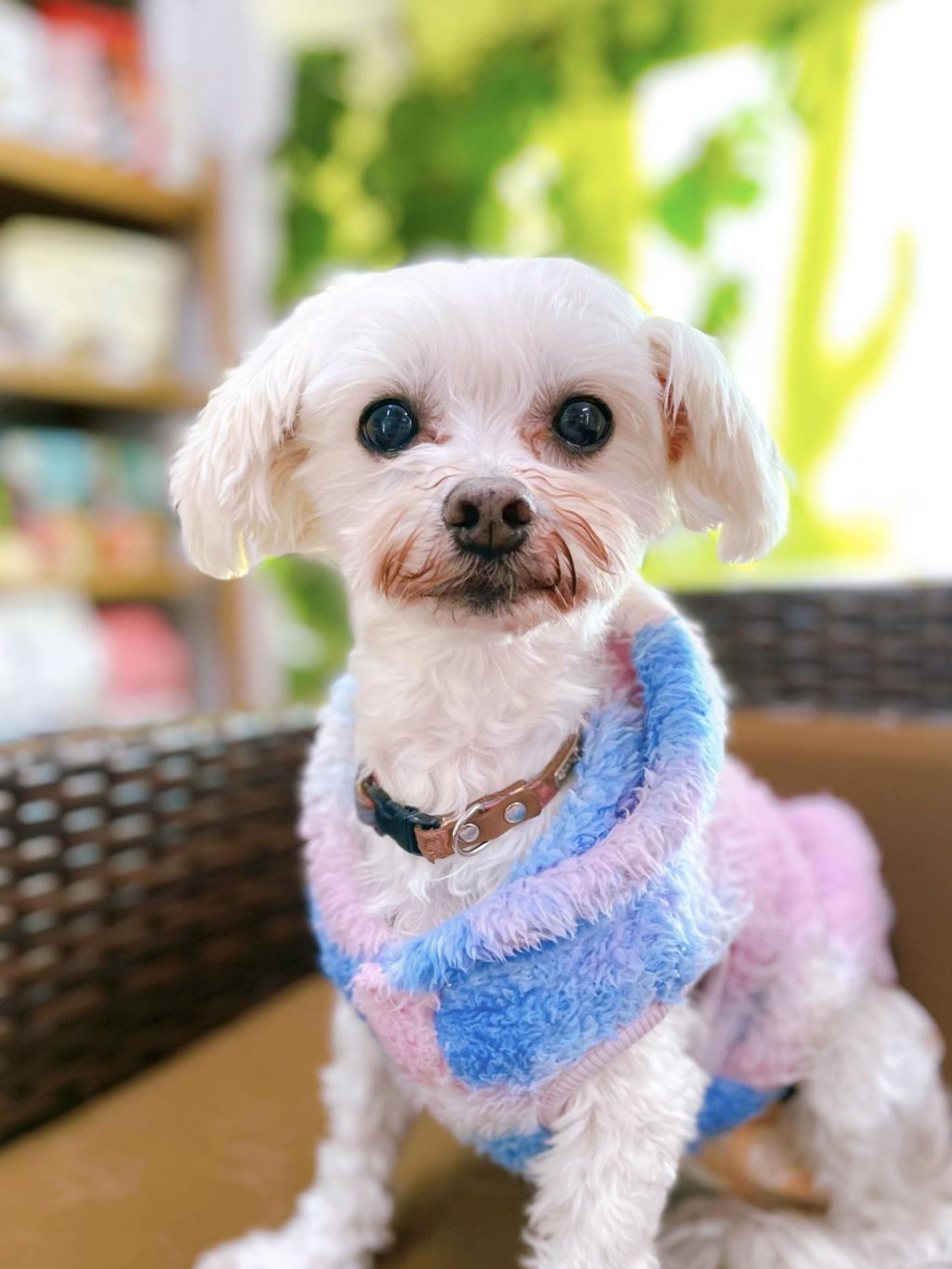 pet-image-2