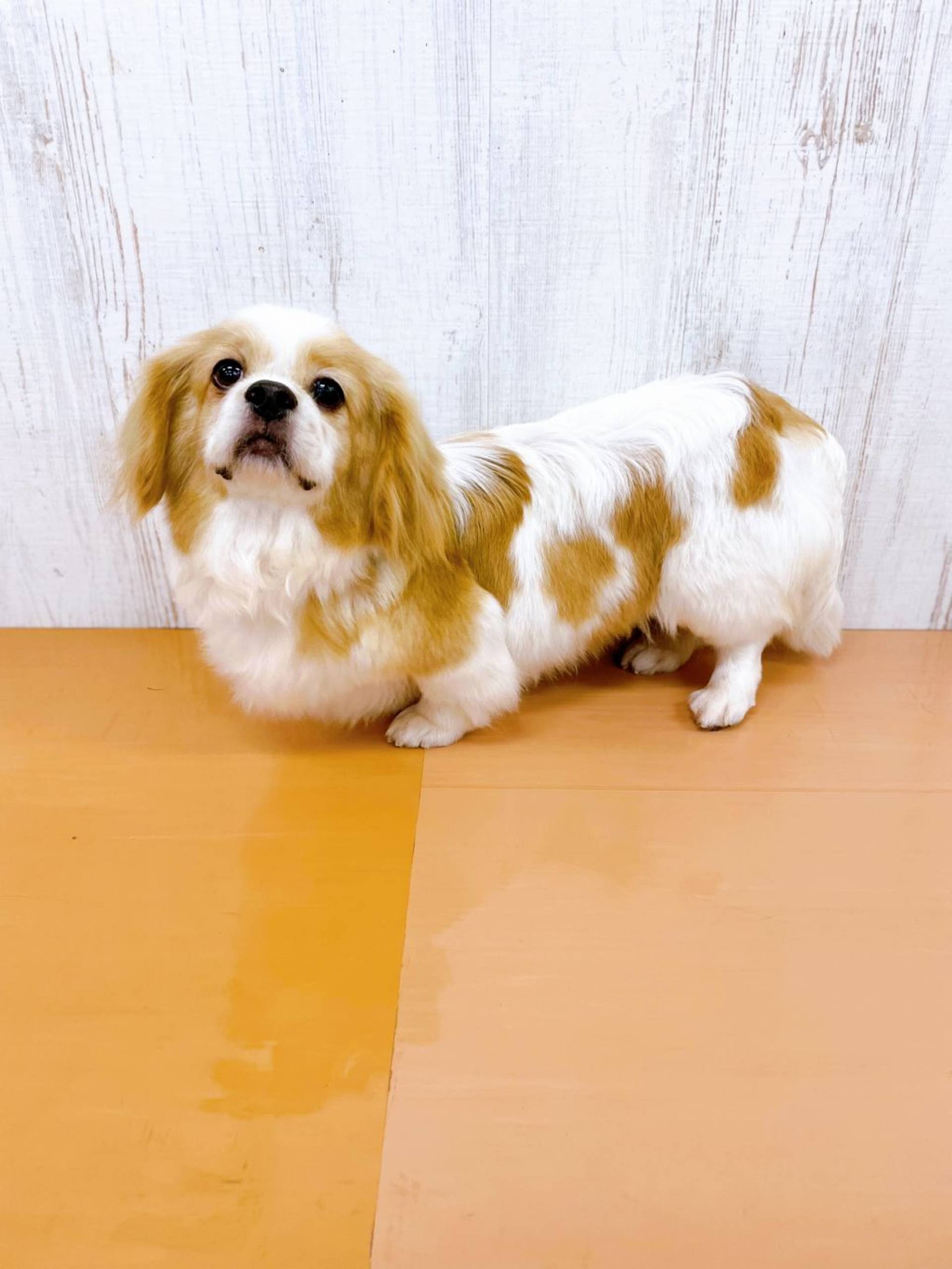 雑種（ミックス犬）・メスの里親募集の写真