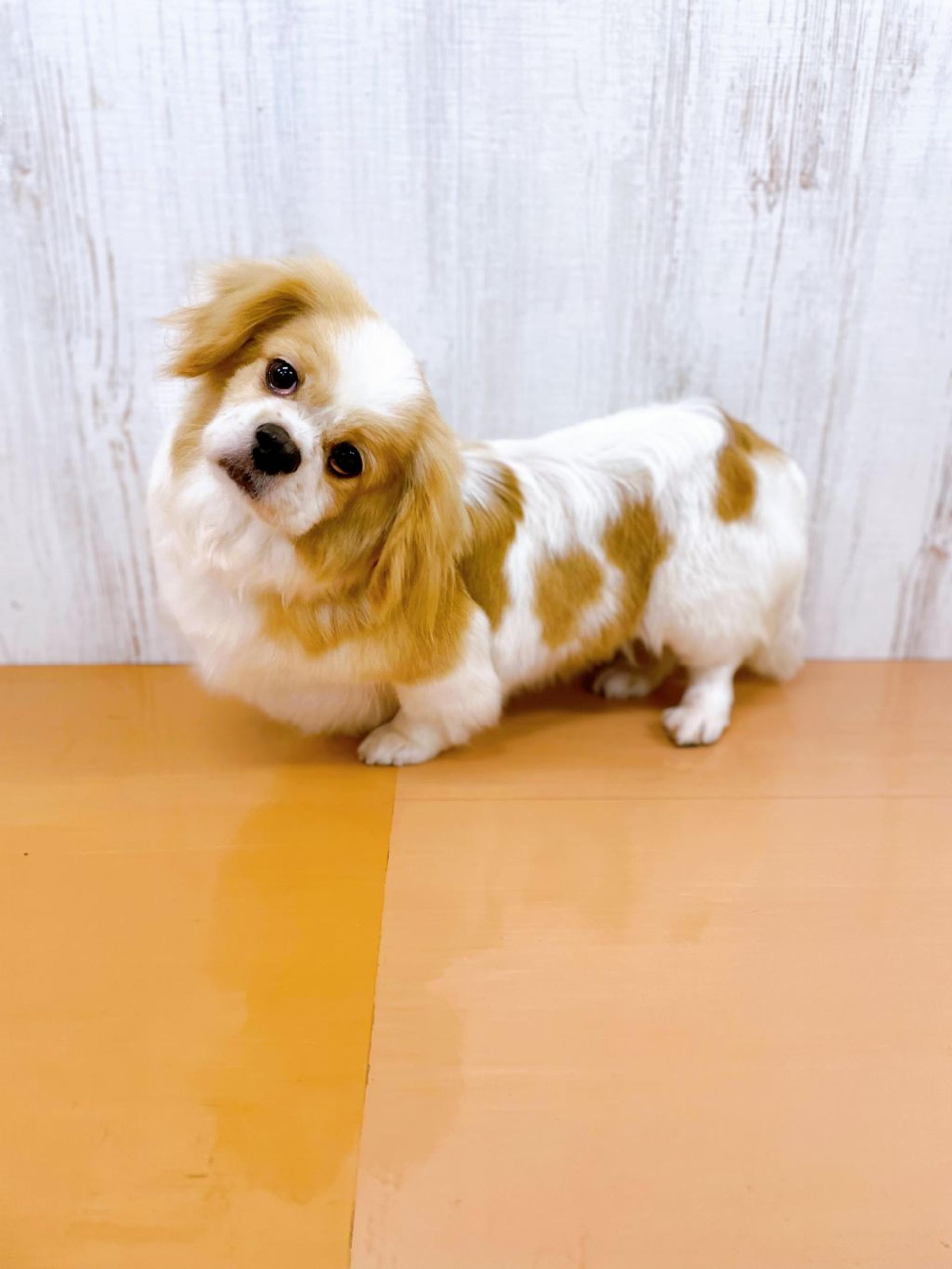 pet-image-2