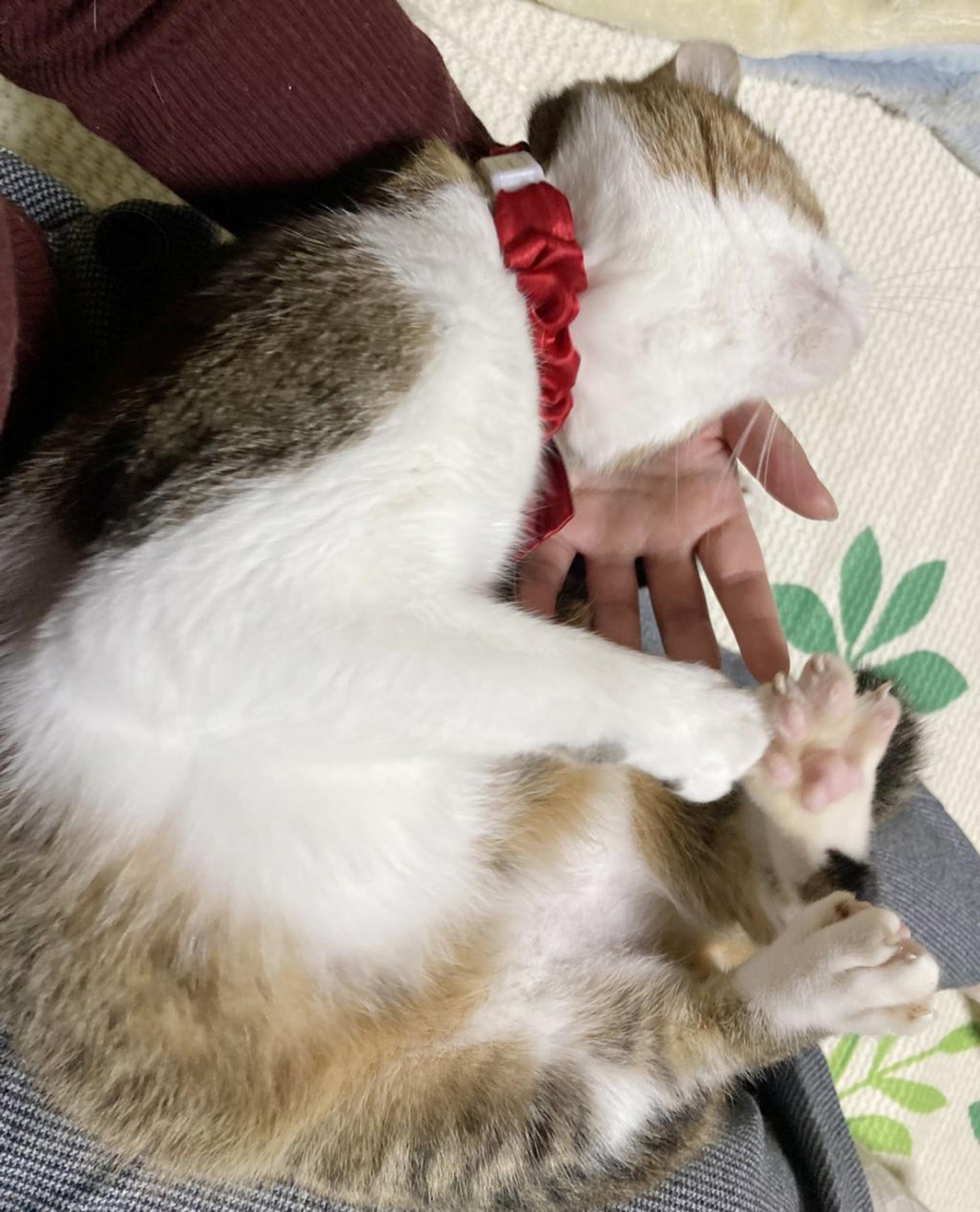 pet-image-3