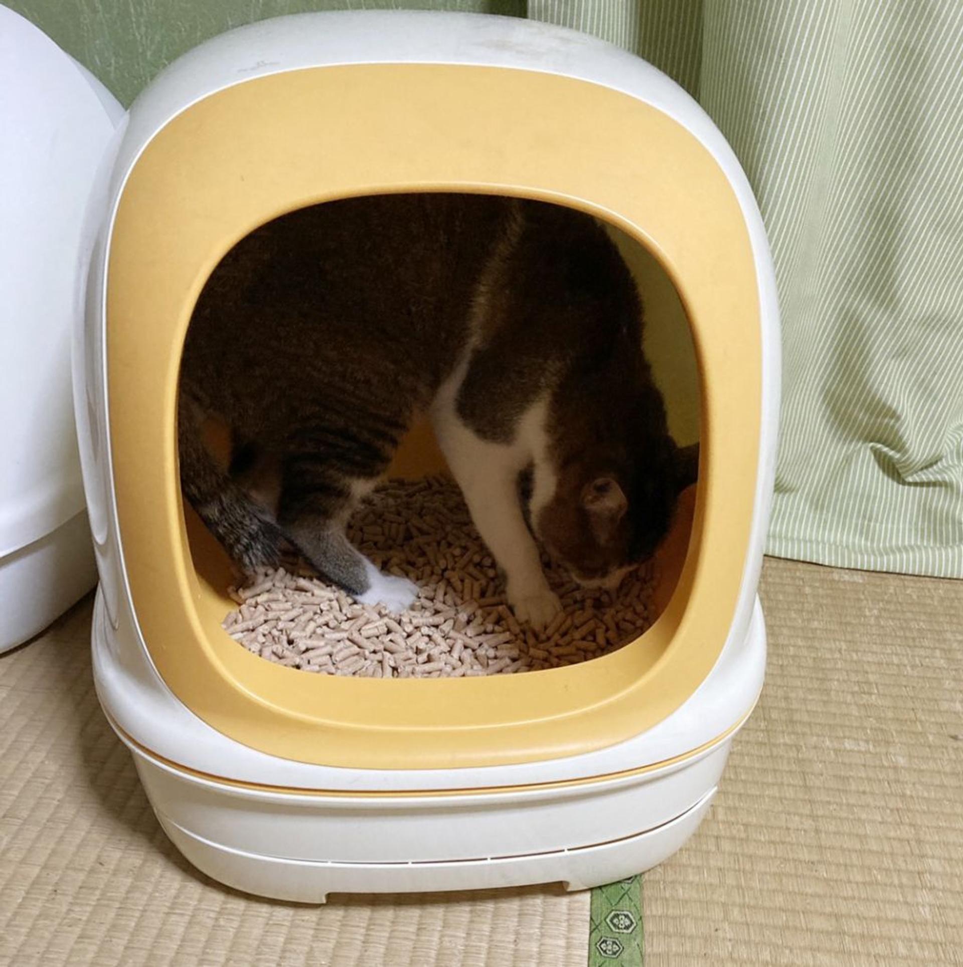 pet-image-4