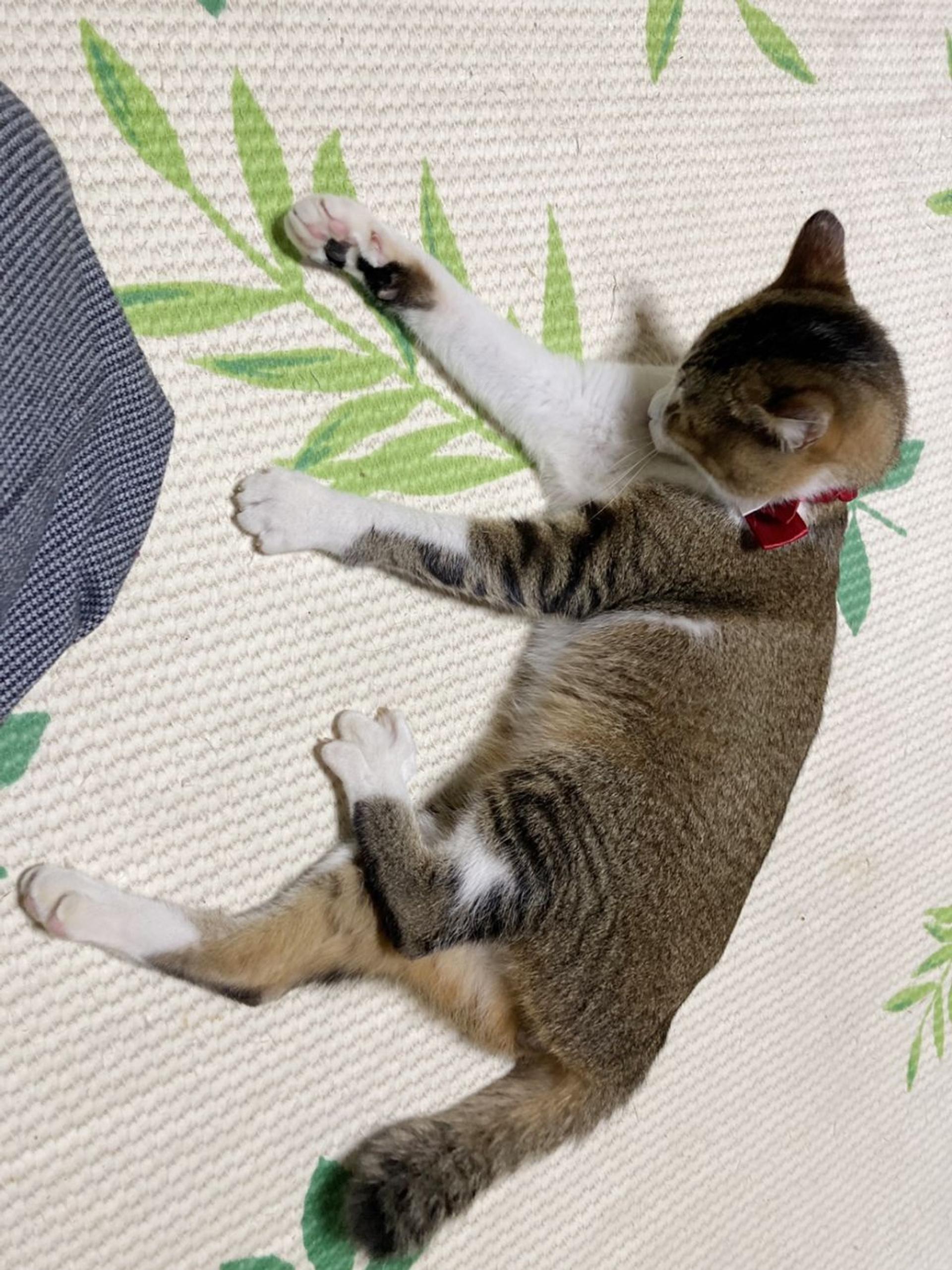 pet-image-5