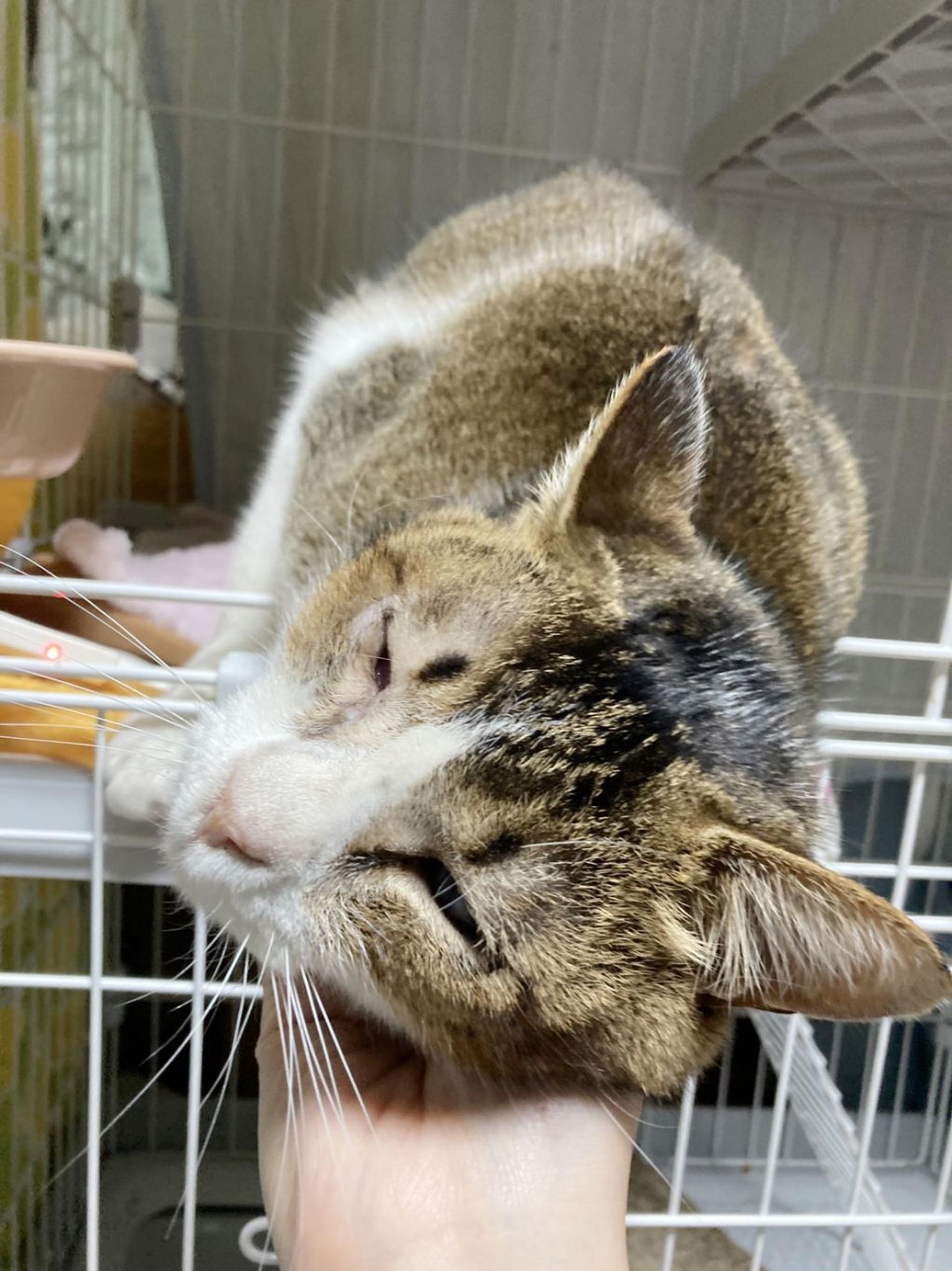 pet-image-6
