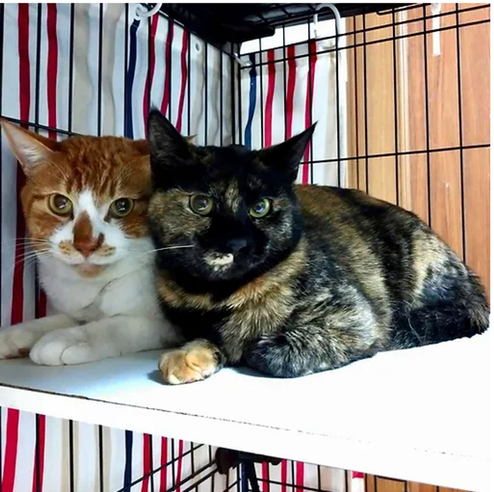 雑種（ミックス猫）・メスの里親募集の写真