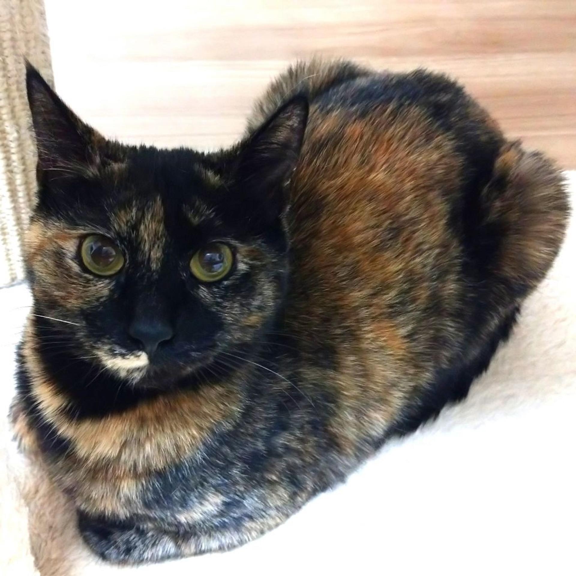 pet-image-2