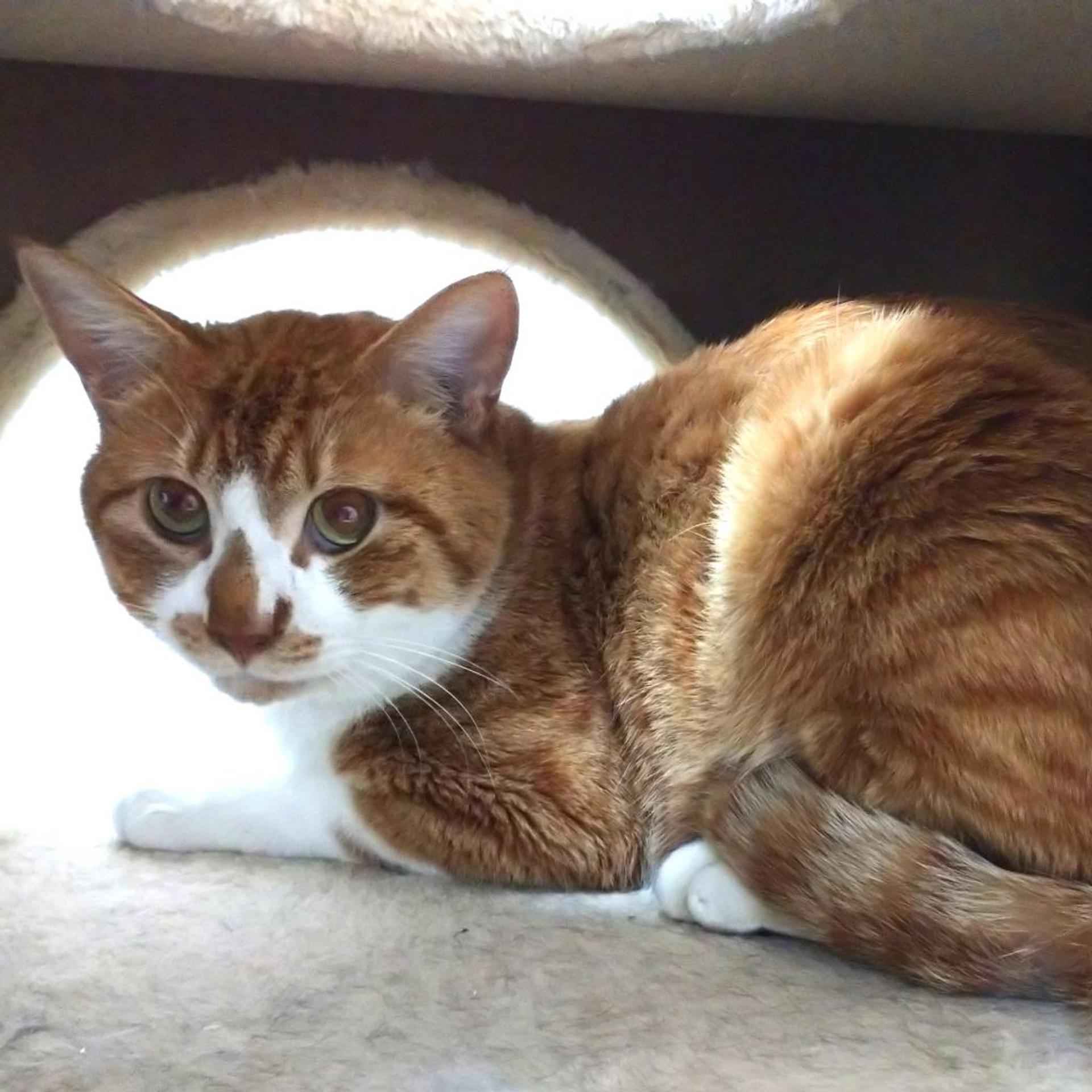 pet-image-3