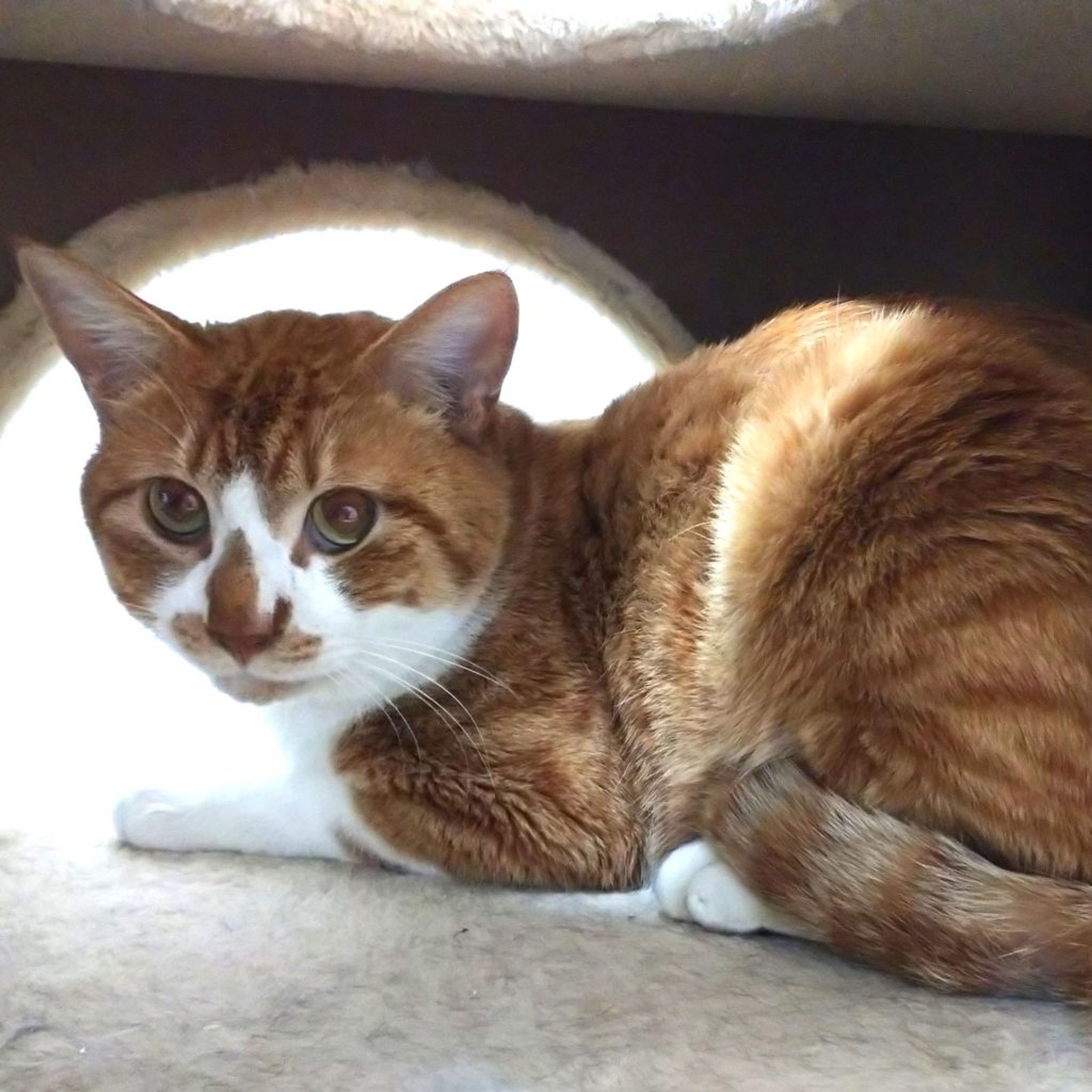 pet-image-3
