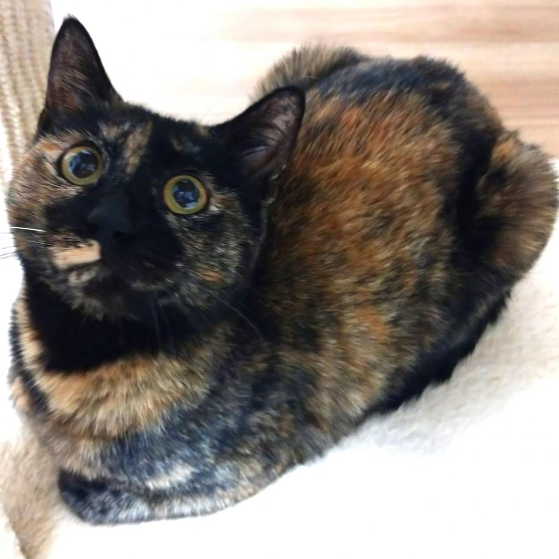 pet-image-4