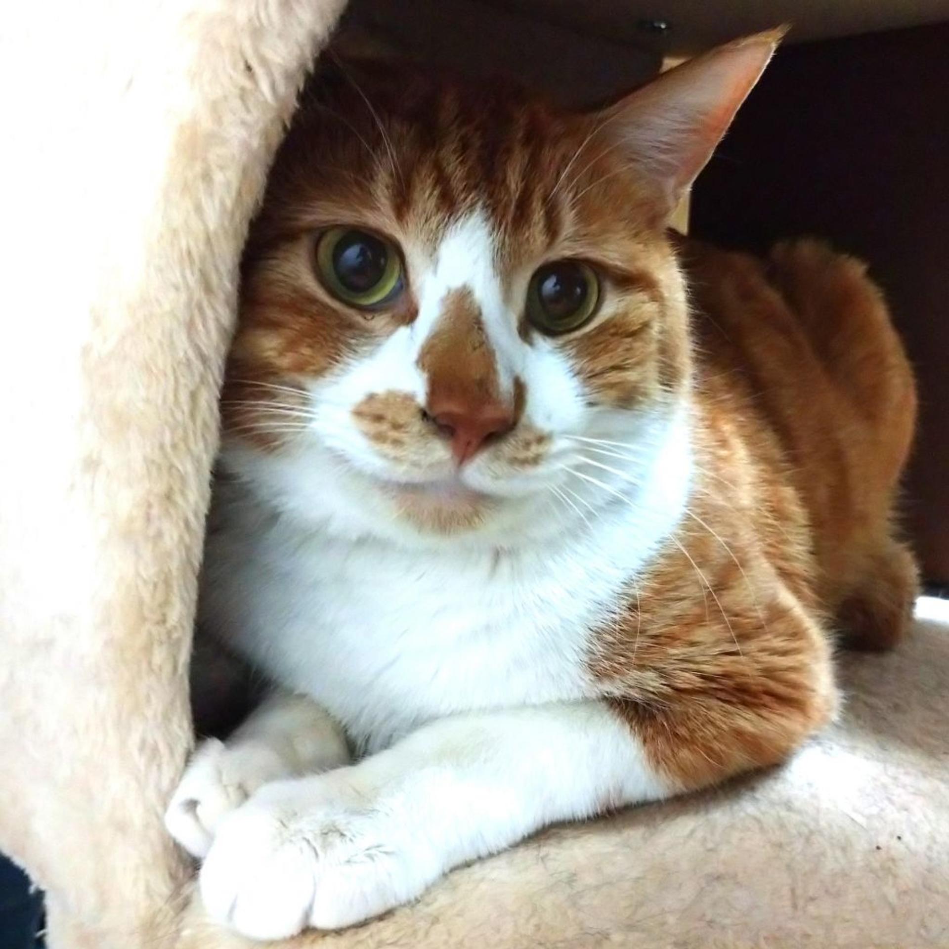 pet-image-5